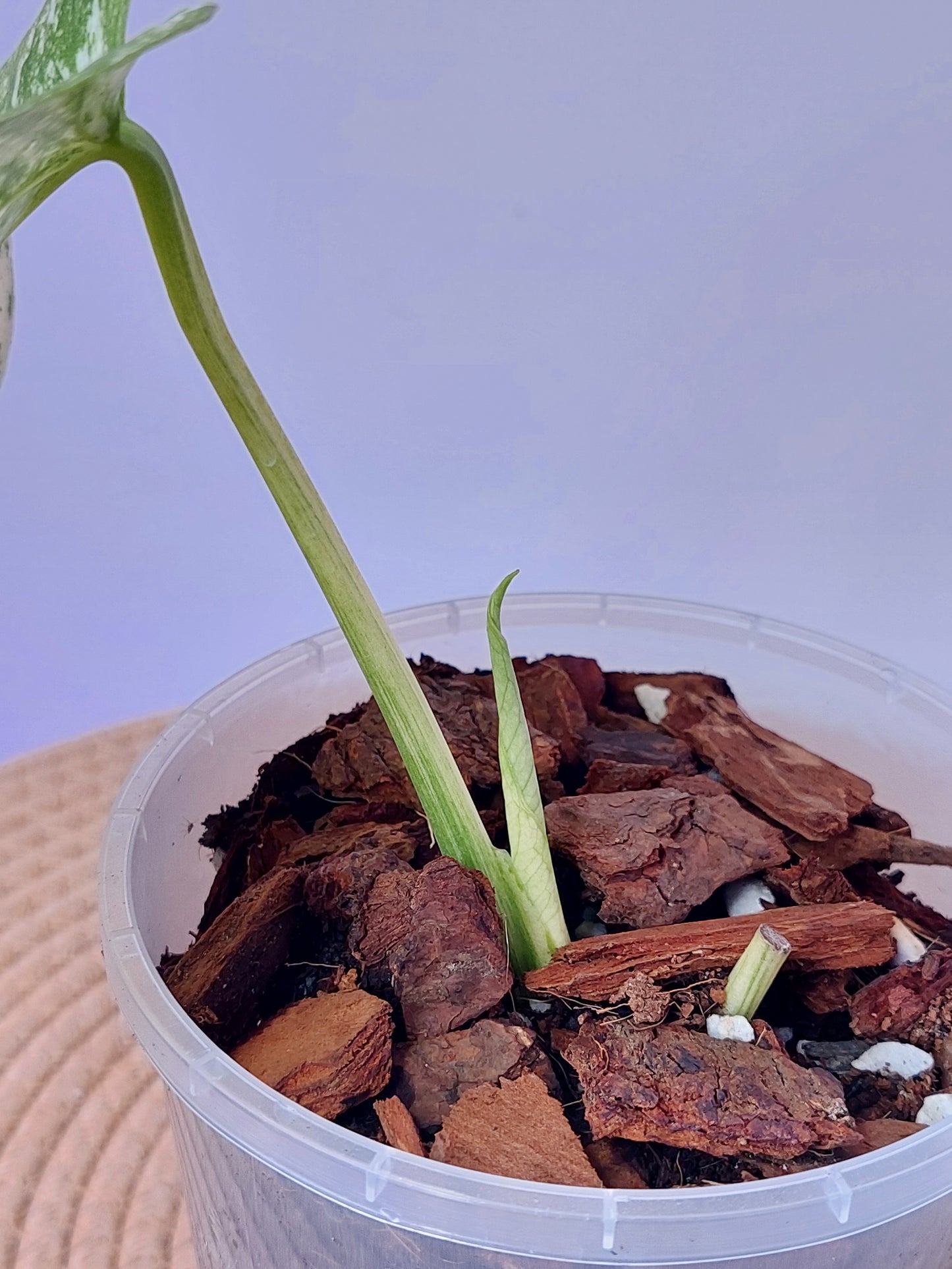 Monstera Deliciosa Sunshine -1