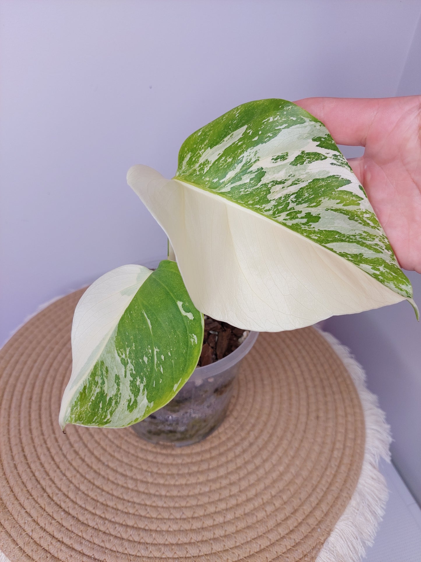 Monstera Borsigiana Albo Half Moon Variegated -1