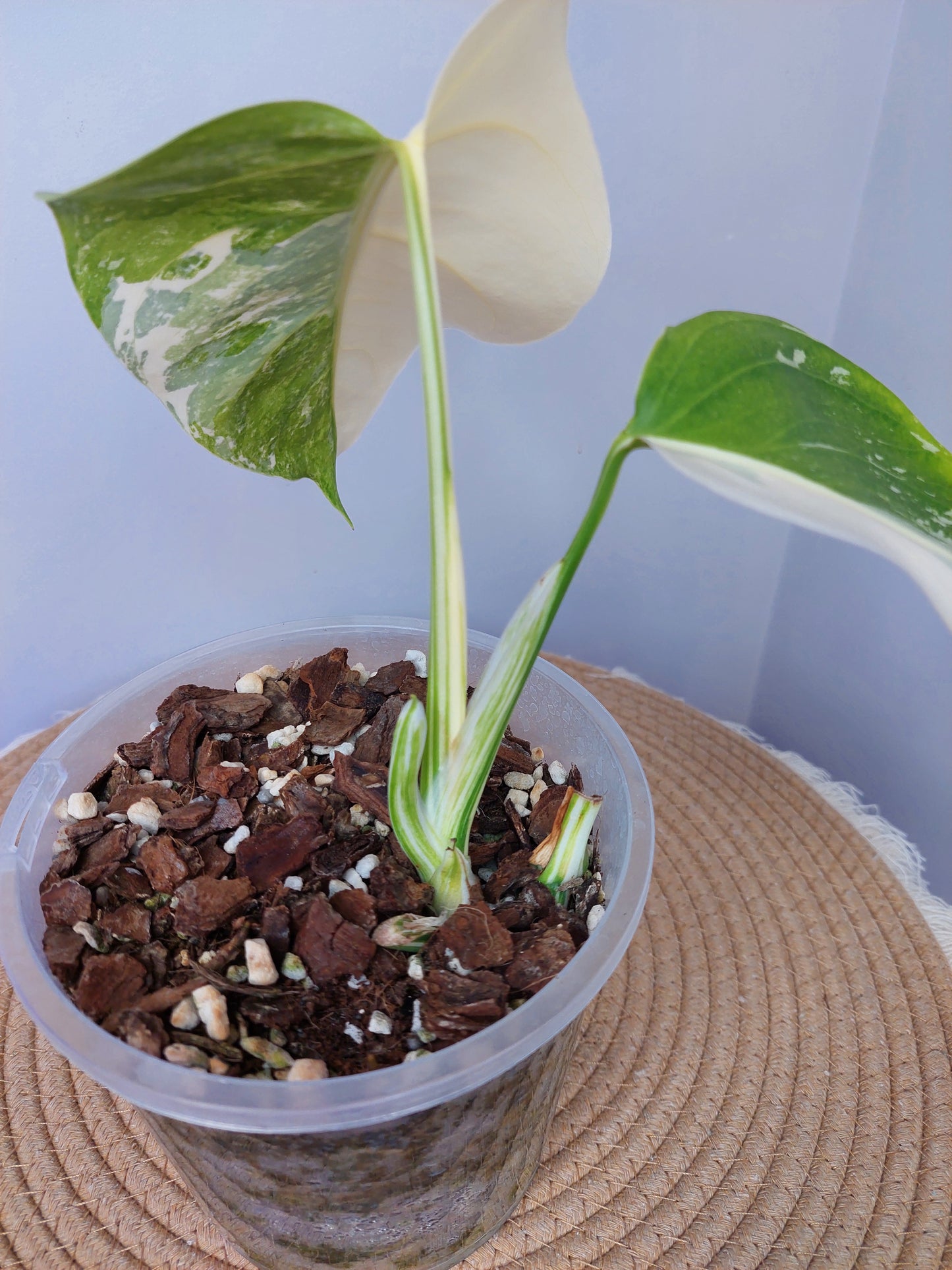 Monstera Borsigiana Albo Half Moon Variegated -1