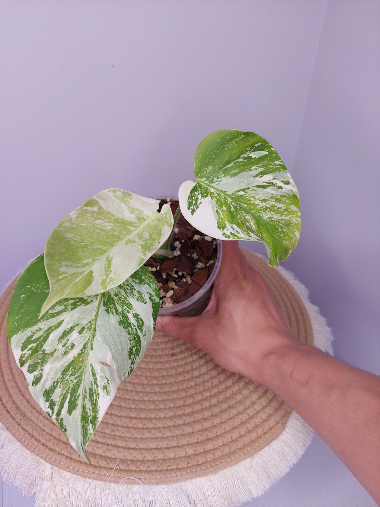 Monstera Borsigiana Albo Variegated -2