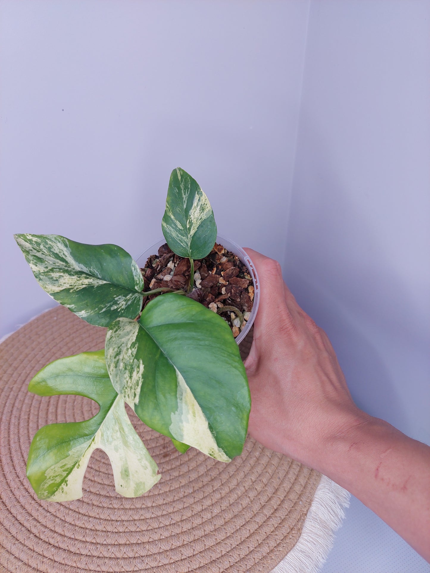 Minima Albo(Rhaphidophora Tetrasperma) Variegated - 1