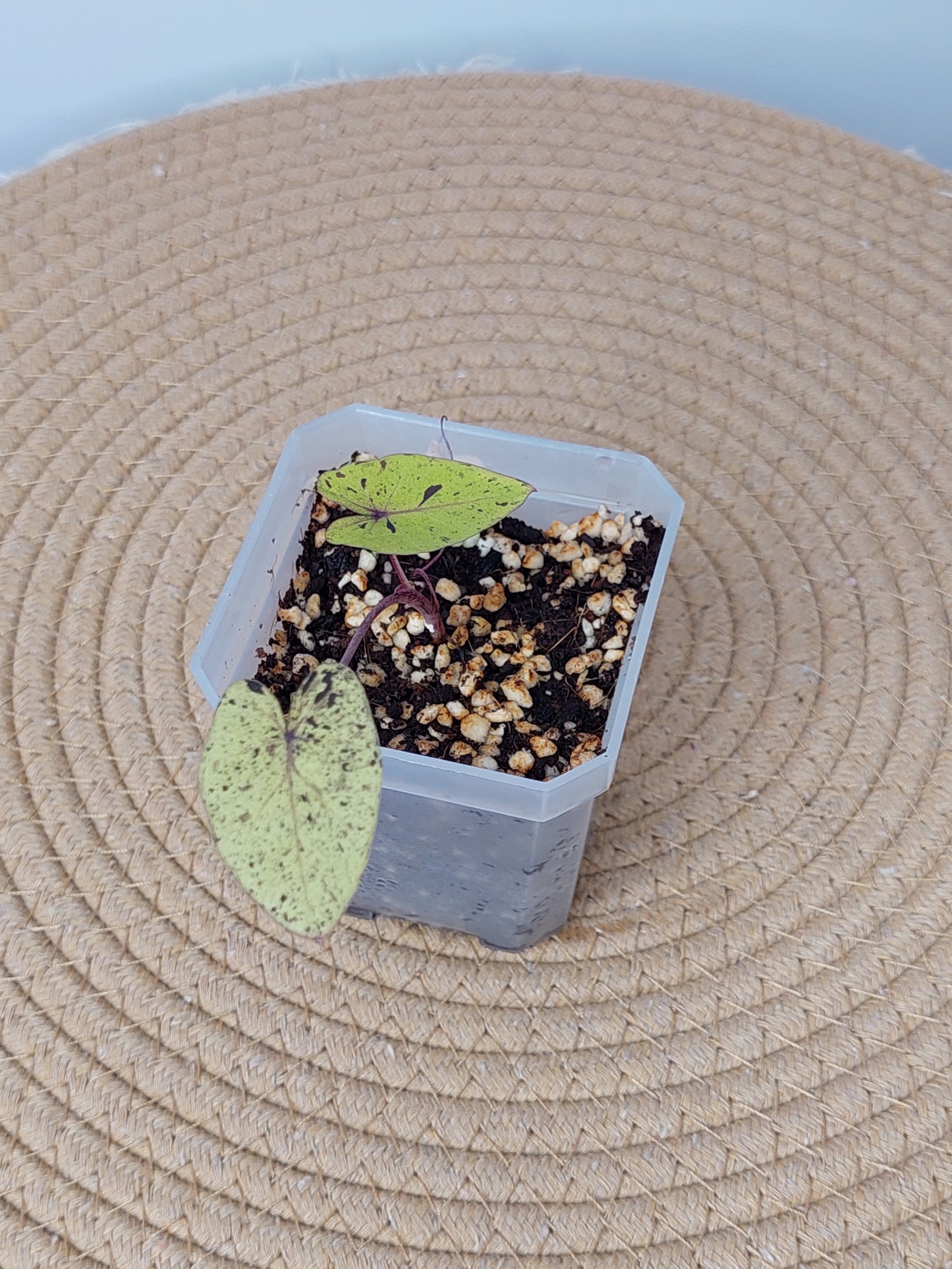 Colocasia Mojito(Small) 1