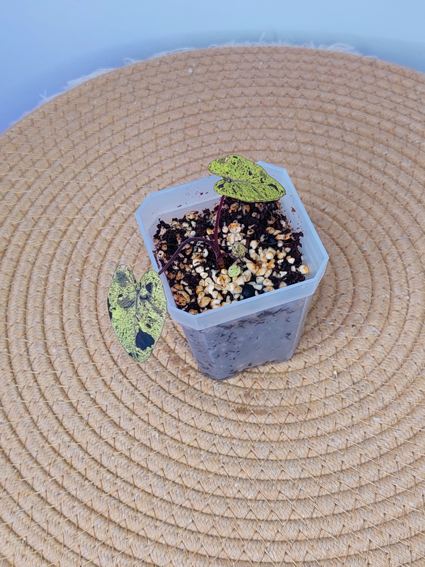 Colocasia Mojito(Small) 2