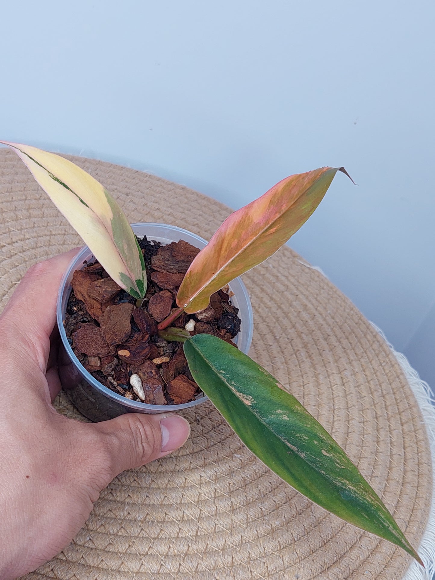 Philodendron Caramel Marble Variegated 1