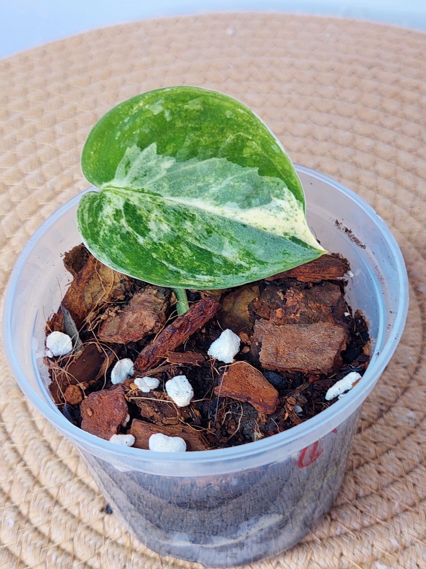 Scindapsus Mangurai Variegated -1