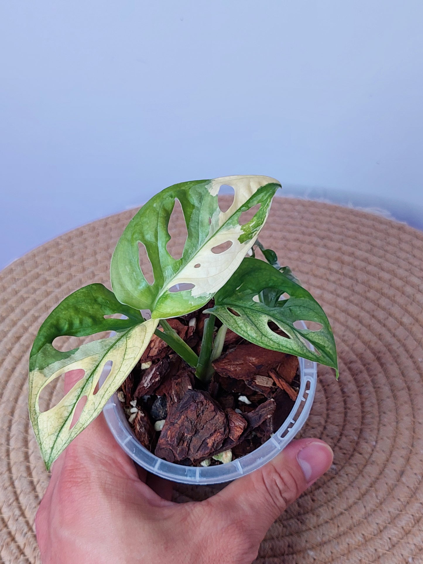 Monstera Monkey Mask(Adansonii) Variegated -1