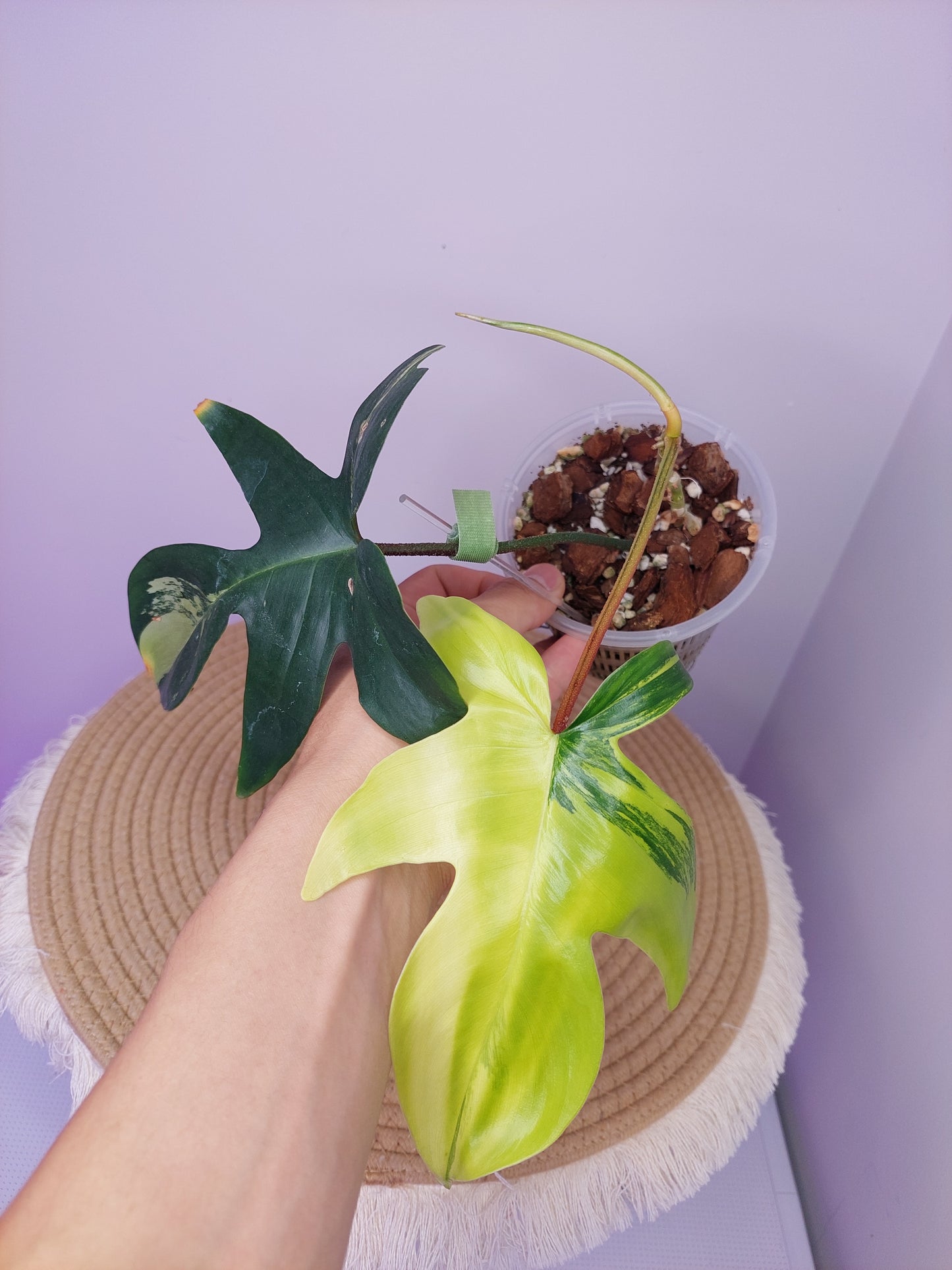 Philodendron Florida Beauty variegated A