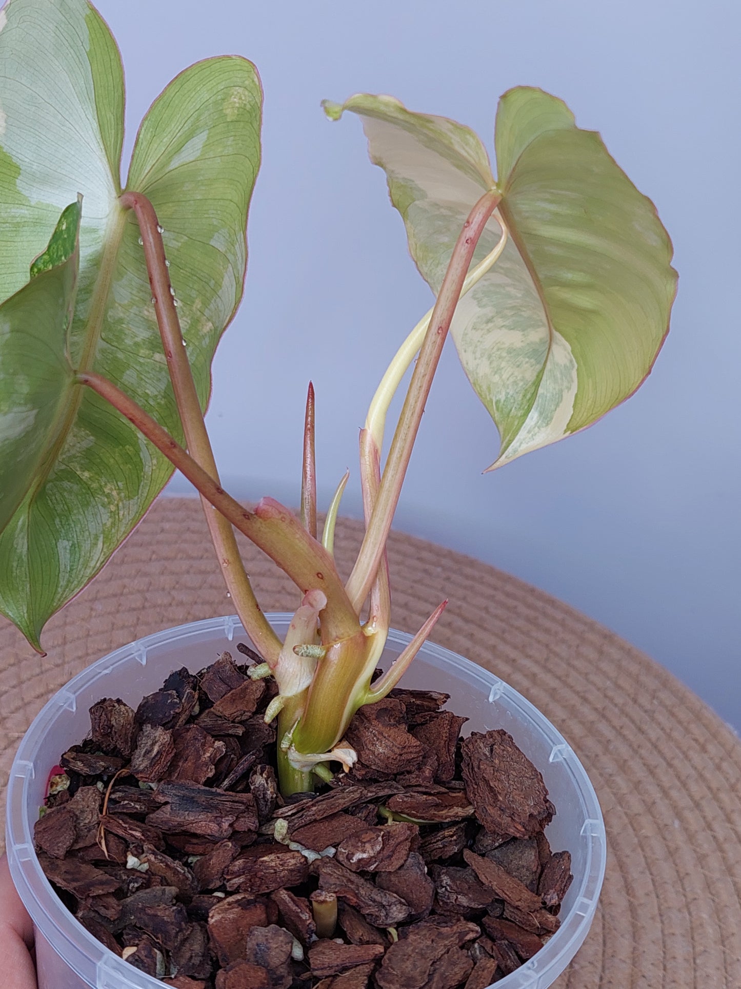 Philodendron Burle Marx variegated A