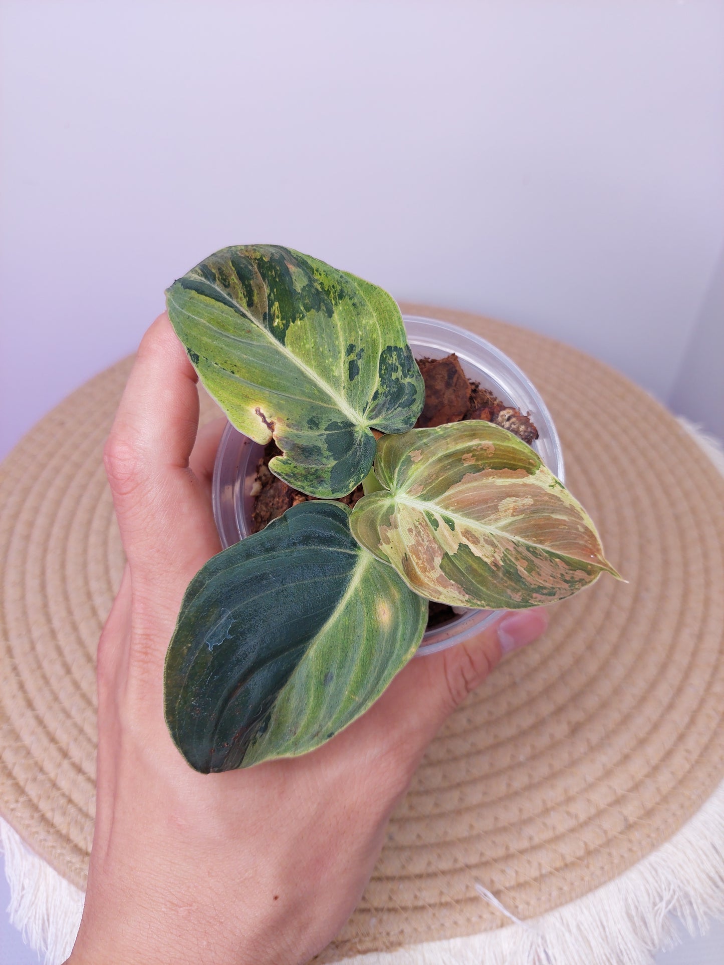 Philodendron Melanochrysum Variegated A