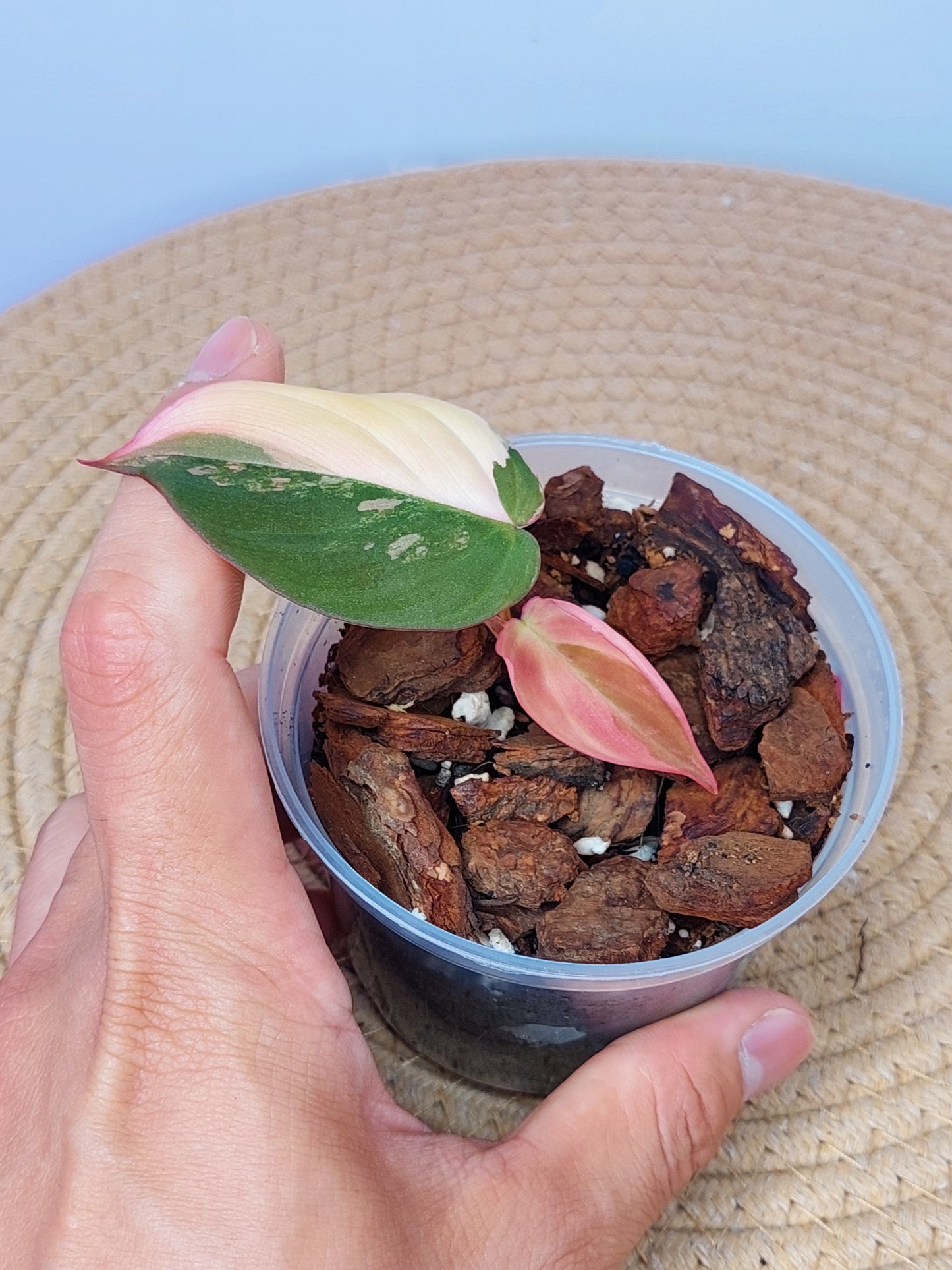 Philodendron Mican Variegated A