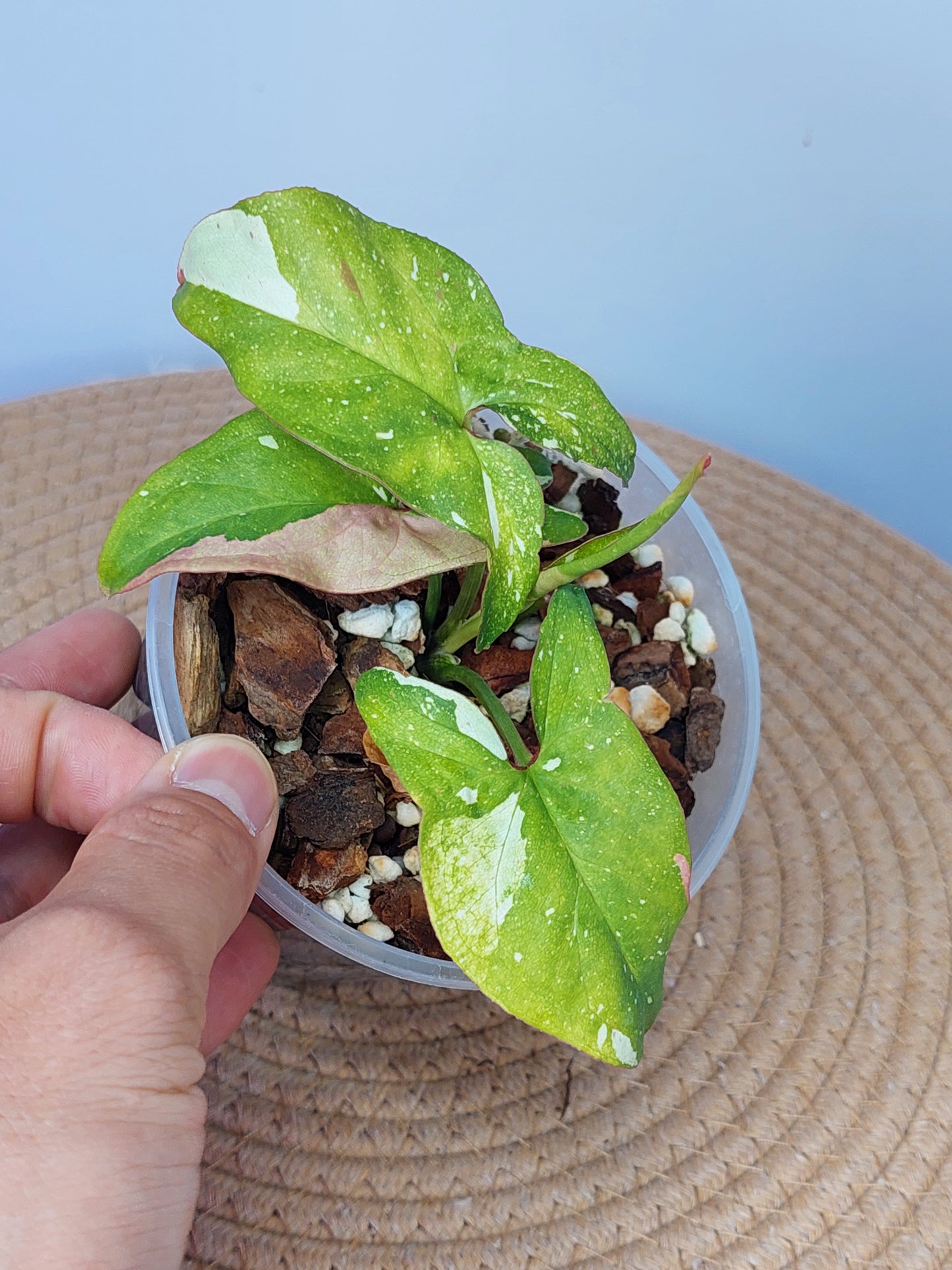 Syngonium Red Spot Tricolour A