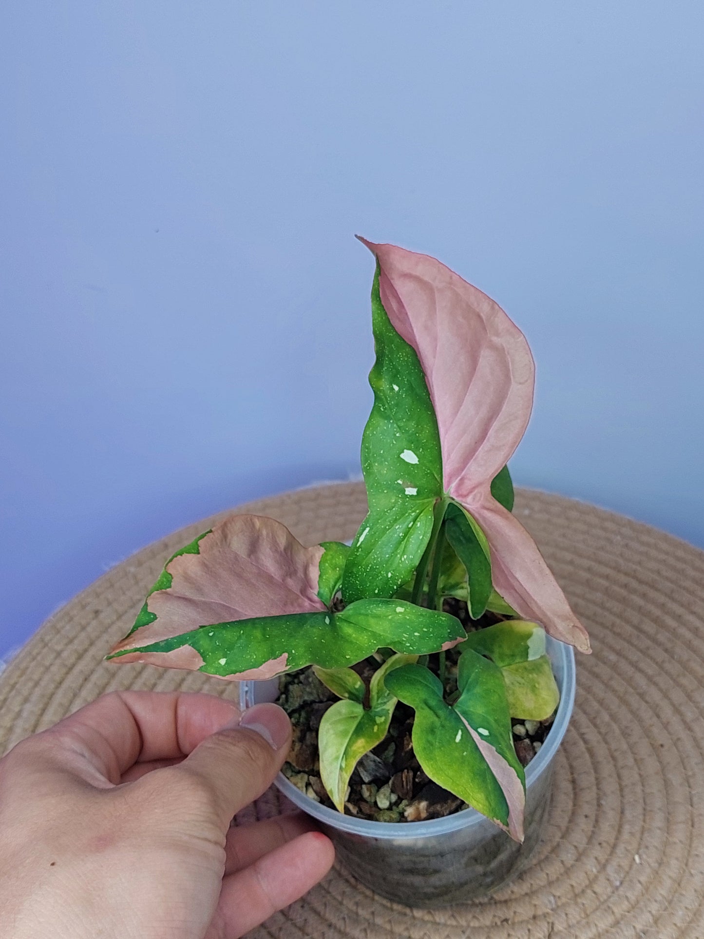 Syngonium Red Spot Tricolour B