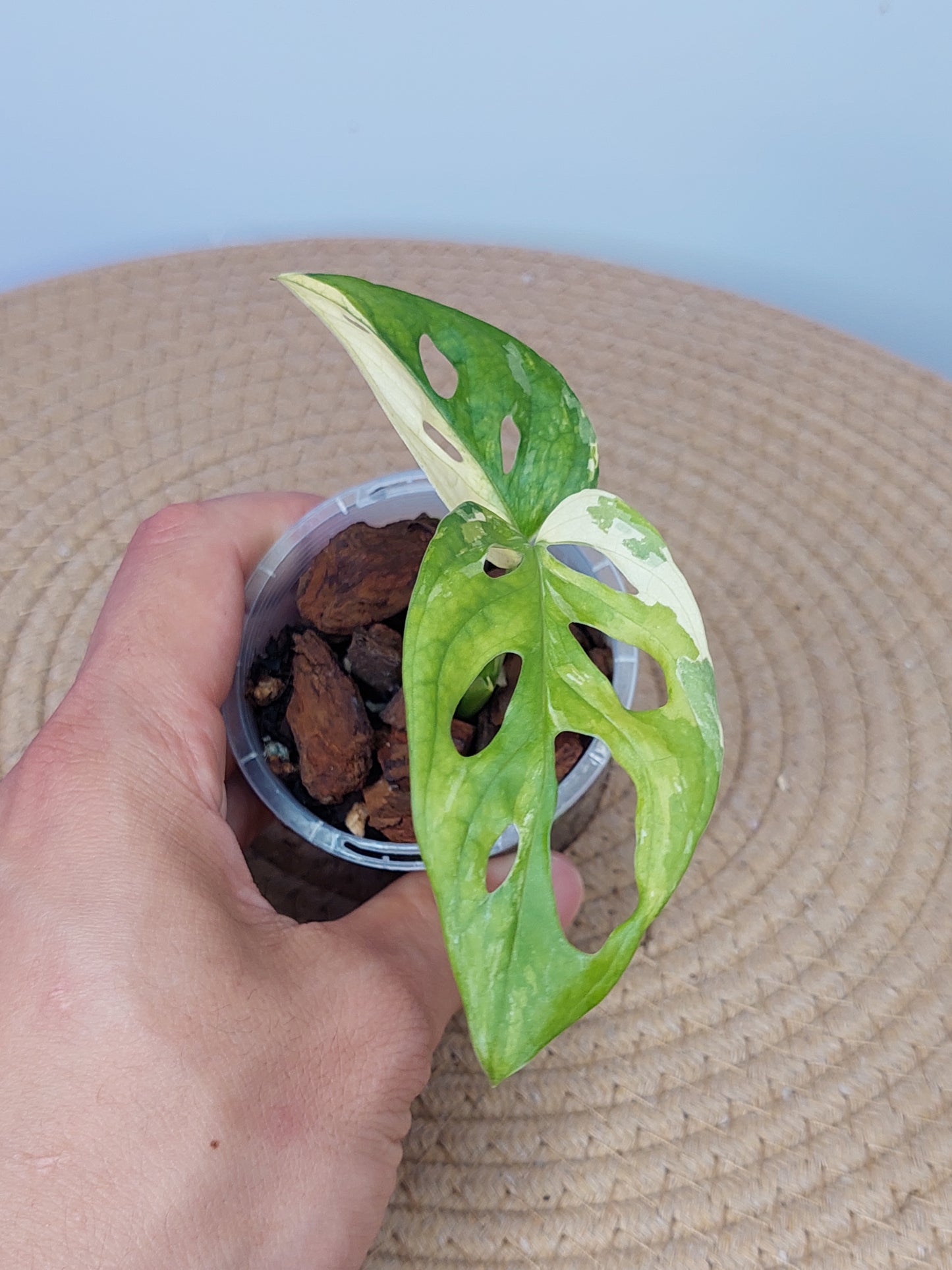 Monstera Monkey Mask(Adansonii) Variegated B