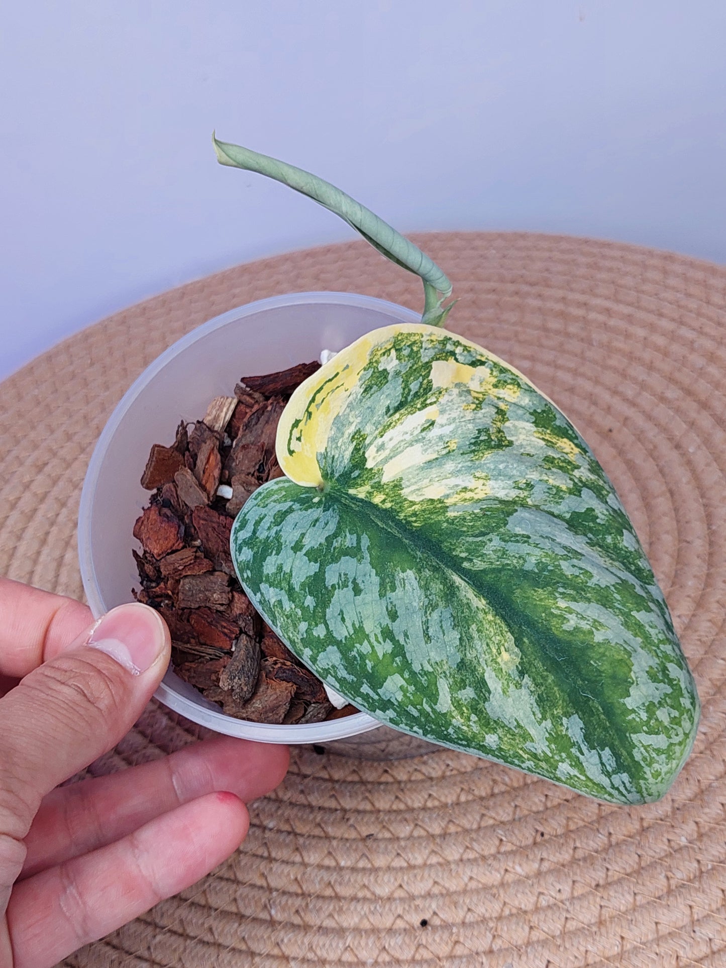 Scindapsus Exotica Variegated A