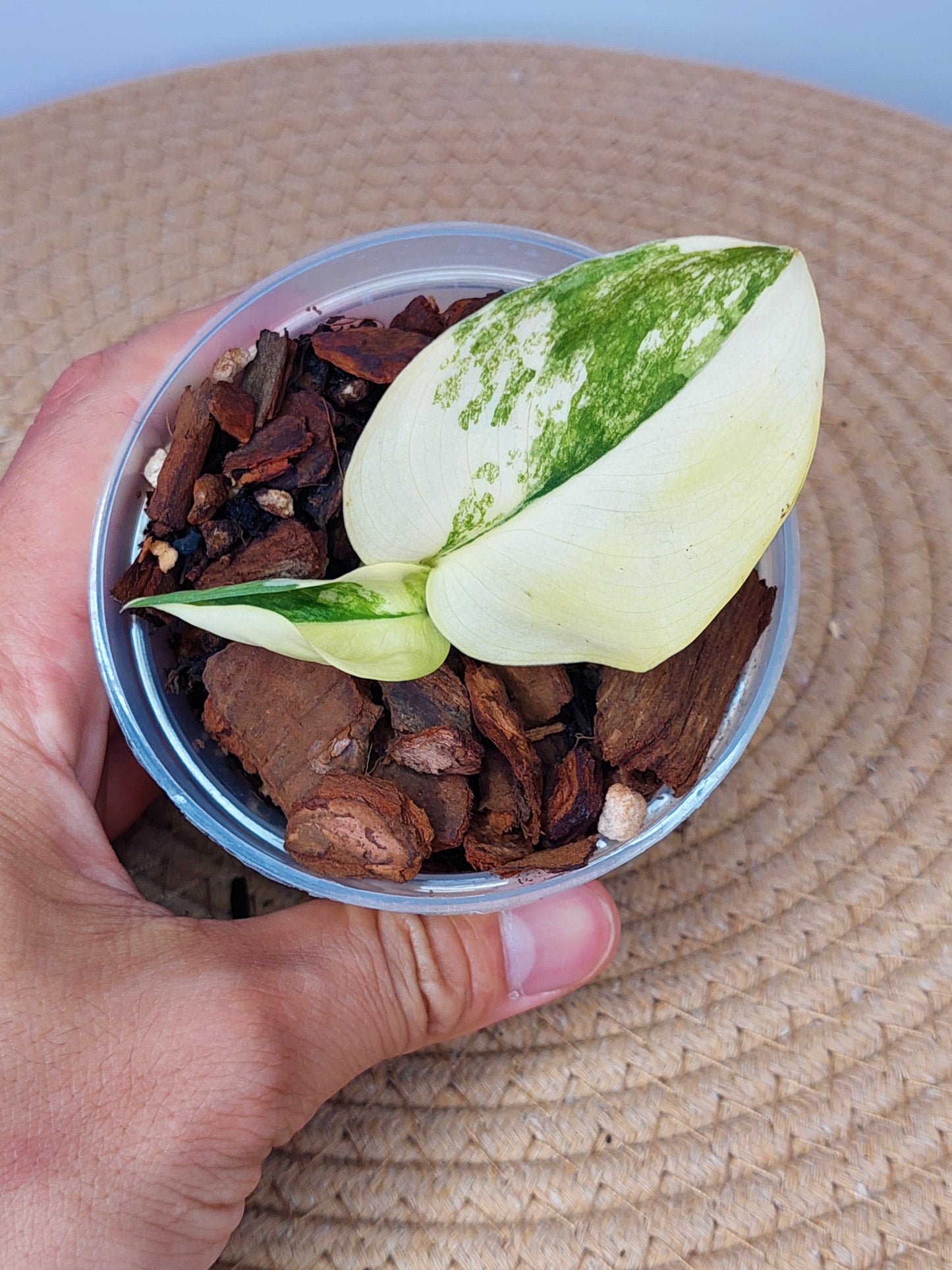 Scindapsus Jade Satin Variegated A