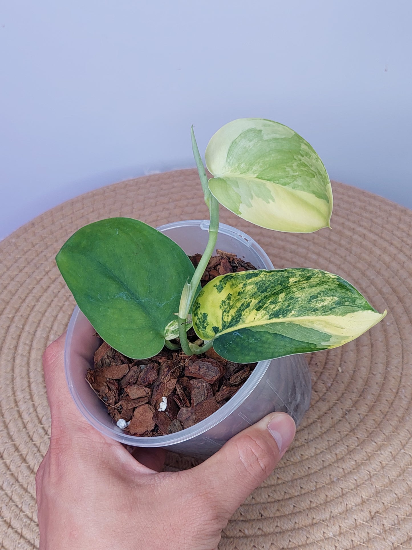 Scindapsus Jade Satin Variegated B