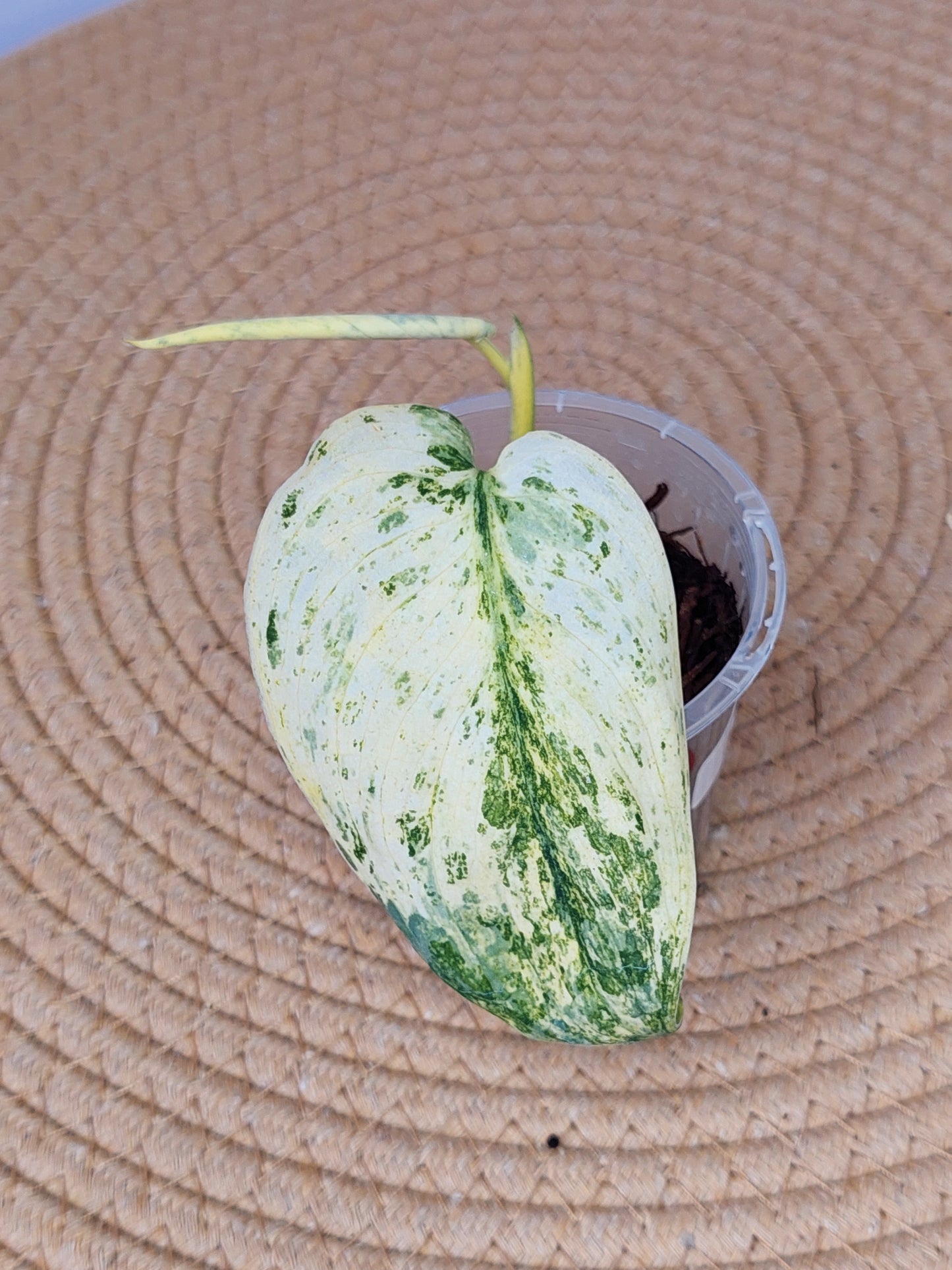 Scindapsus Creme Brulee Variegated A