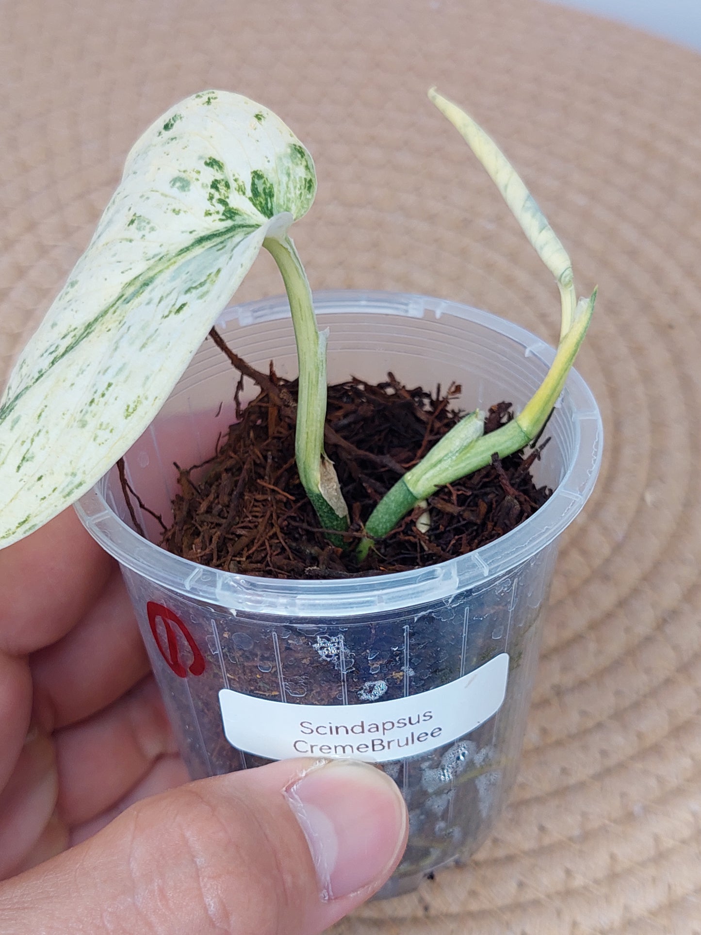 Scindapsus Creme Brulee Variegated A