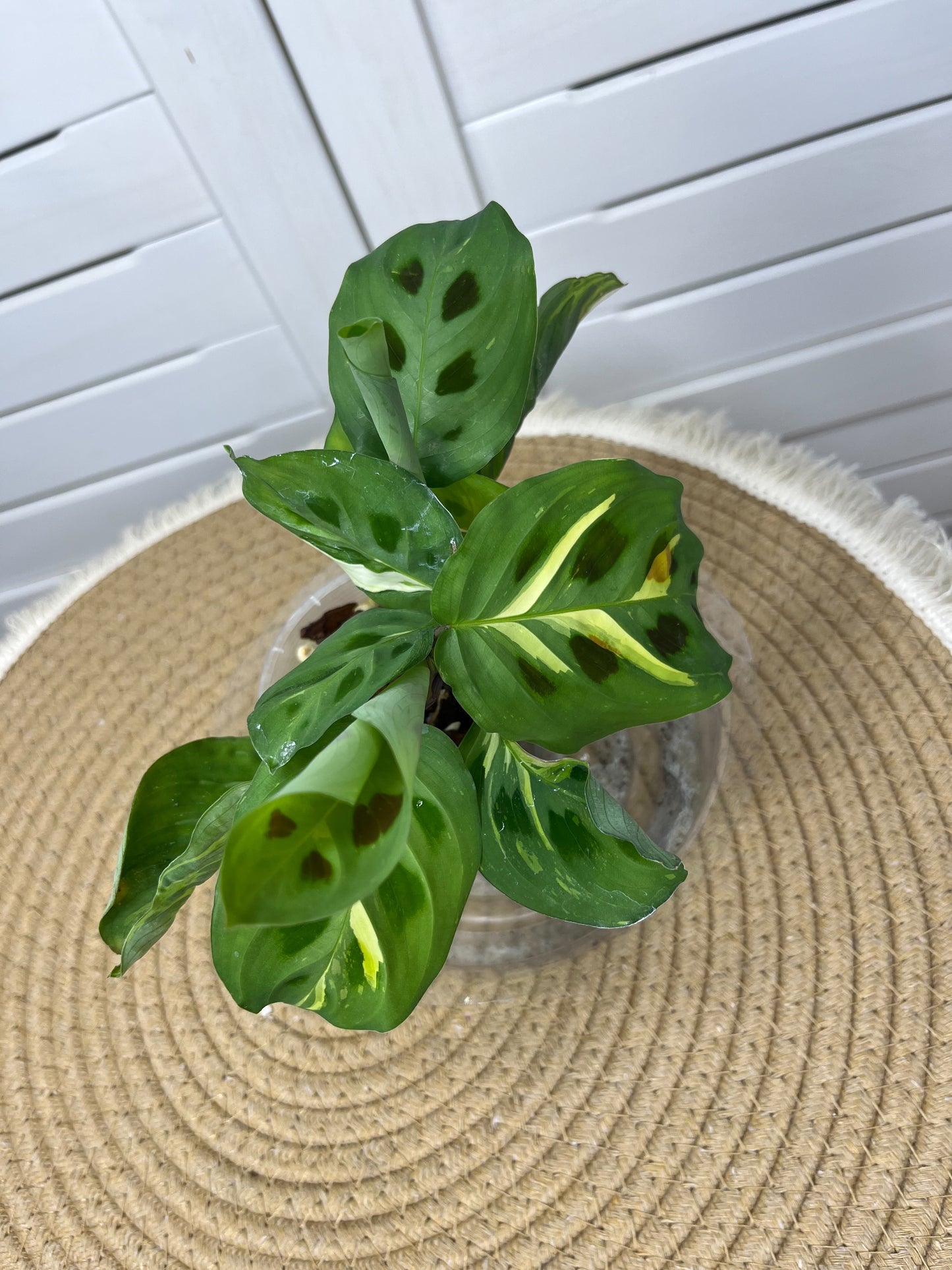 Maranta Variegated (Prayer Plant) 14