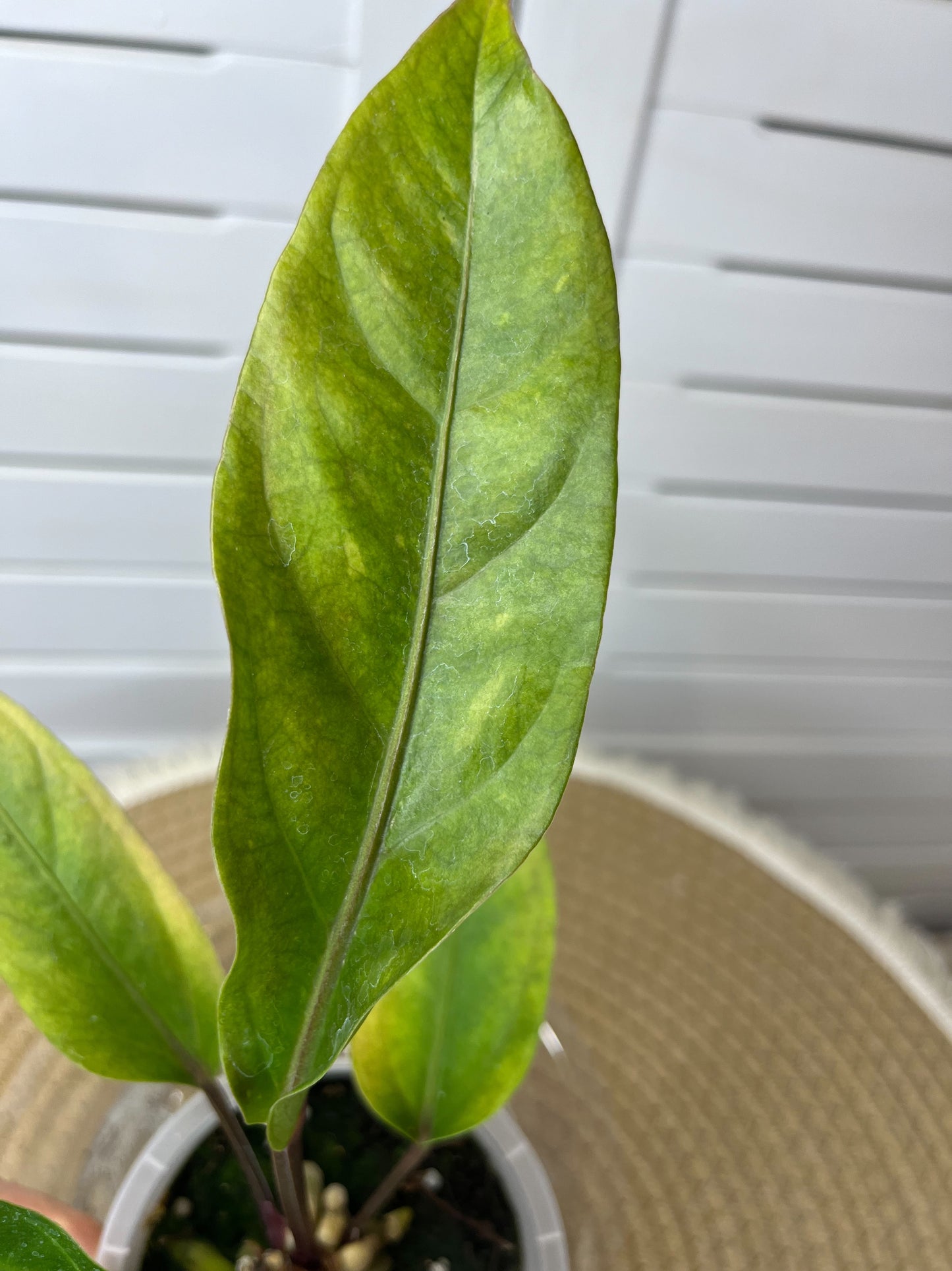Anthurium Hookeri Variegated 15