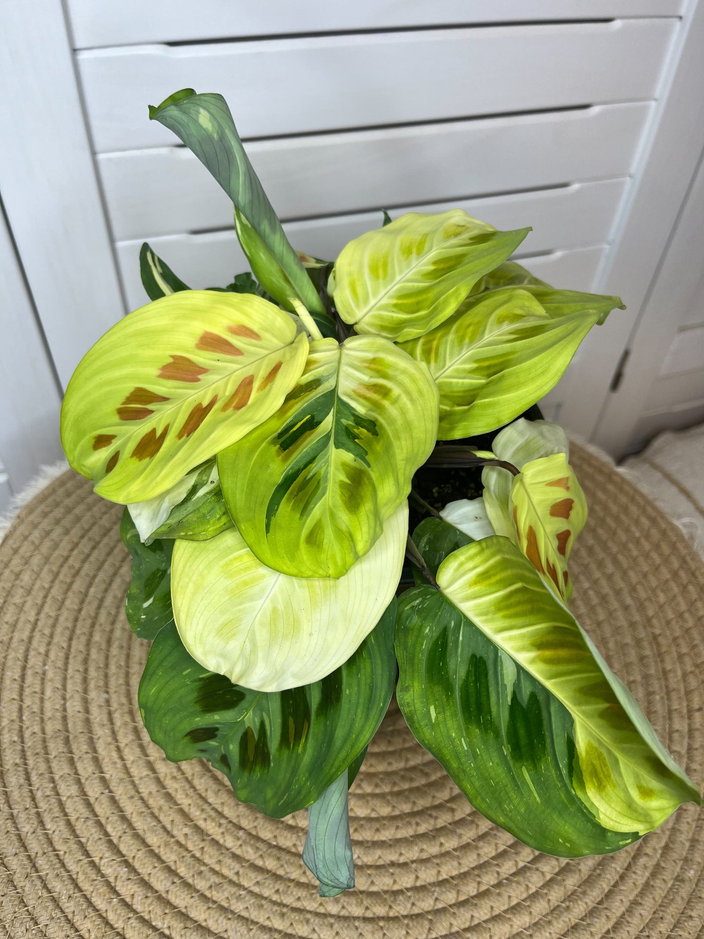 Prayer Plant / Maranta Variegated 15