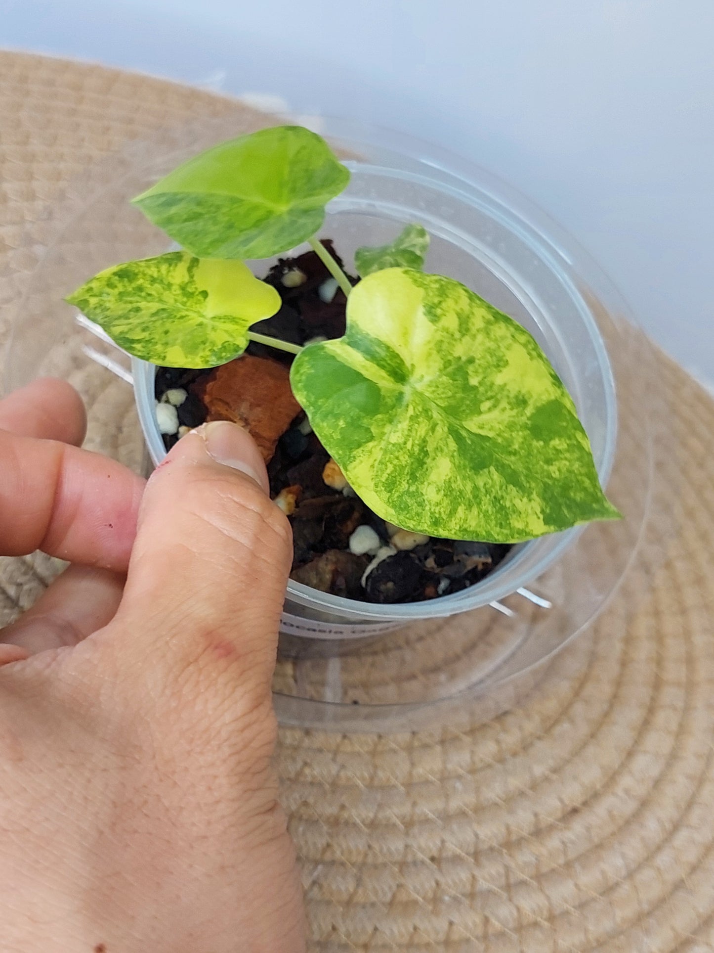 Alocasia Gageana Aurea Variegated(Small) #1