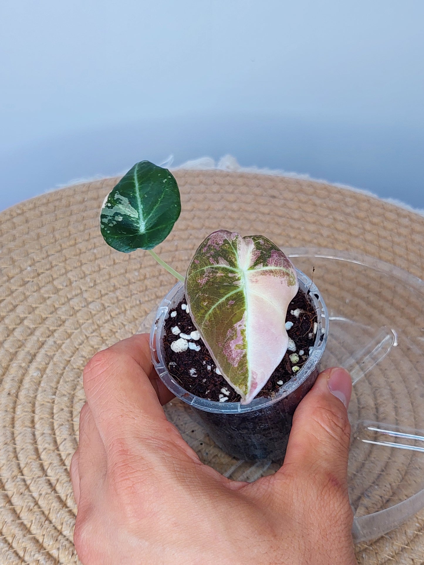 Alocasia Black Velvet Variegated #1