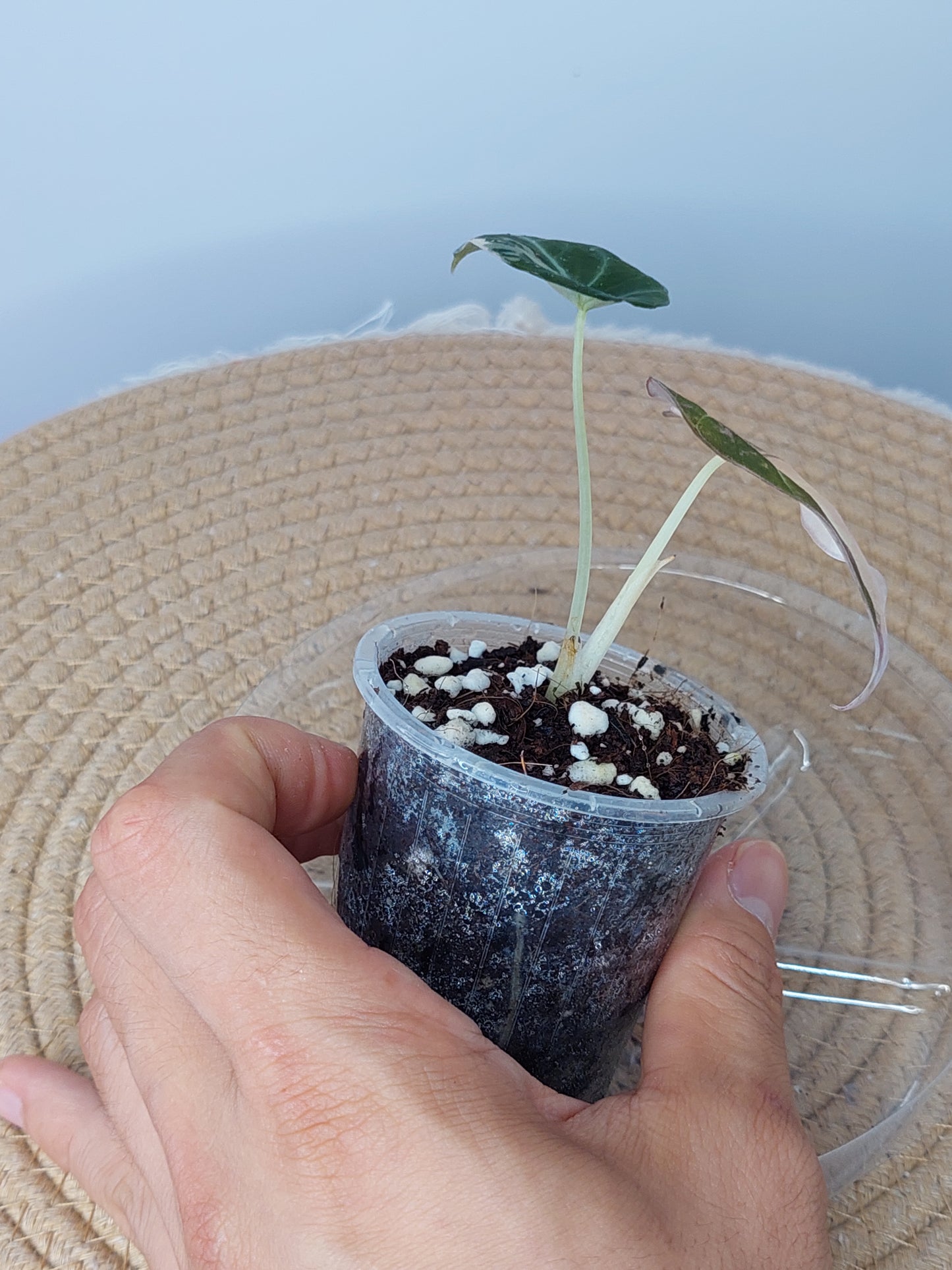 Alocasia Black Velvet Variegated #1