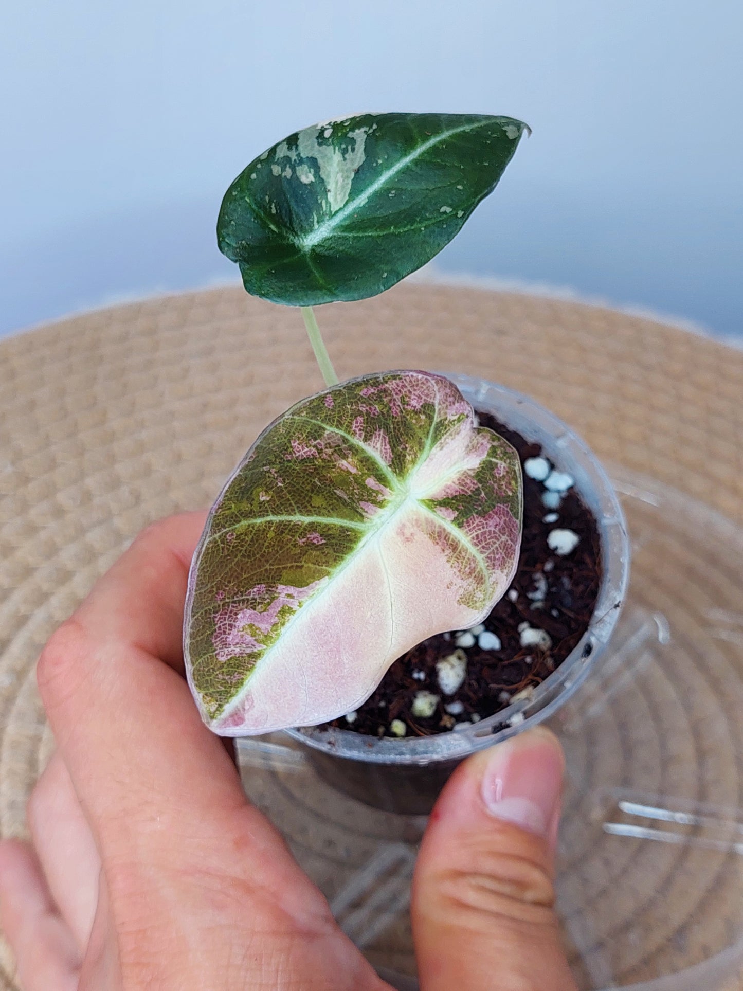 Alocasia Black Velvet Variegated #1