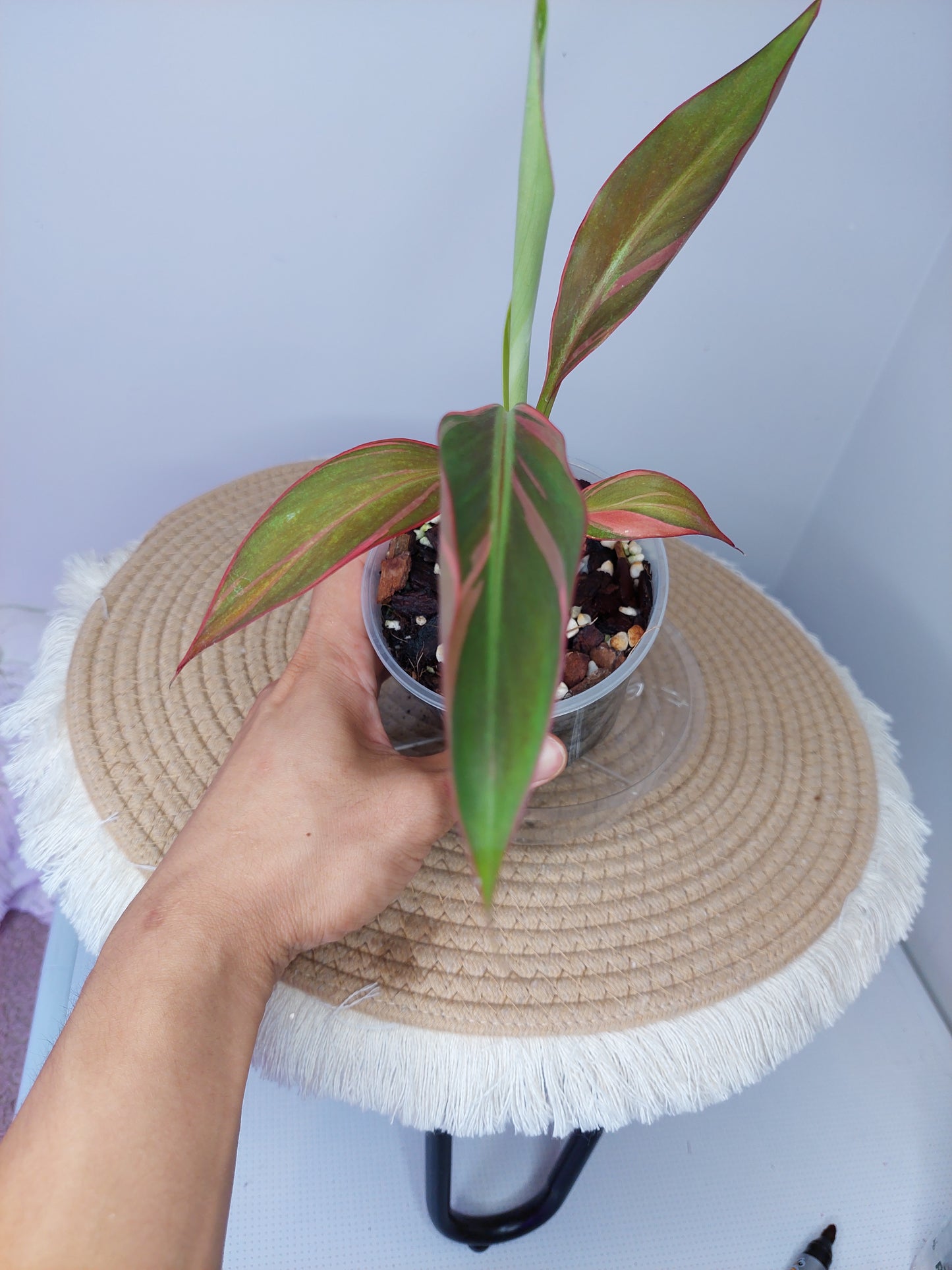 Musa Nono - Pink Variegated Banana