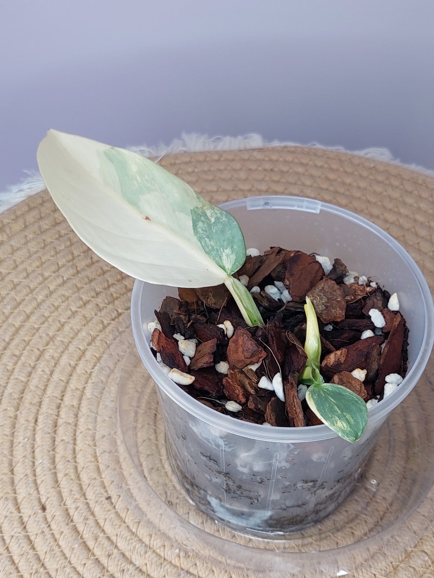 Philodendron Silver Sword Variegated -1