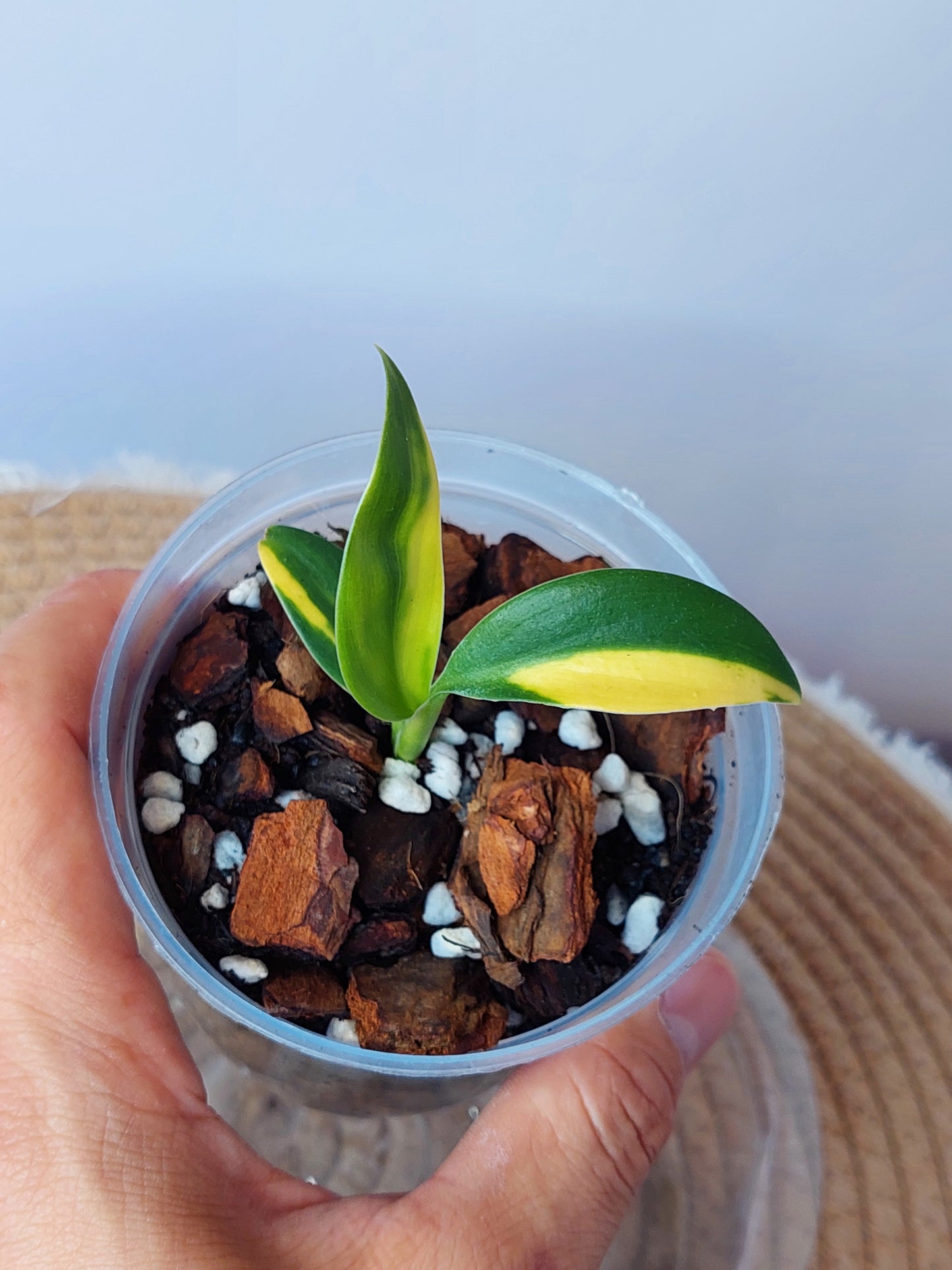 Scindapsus Coriaceus aurea - 1