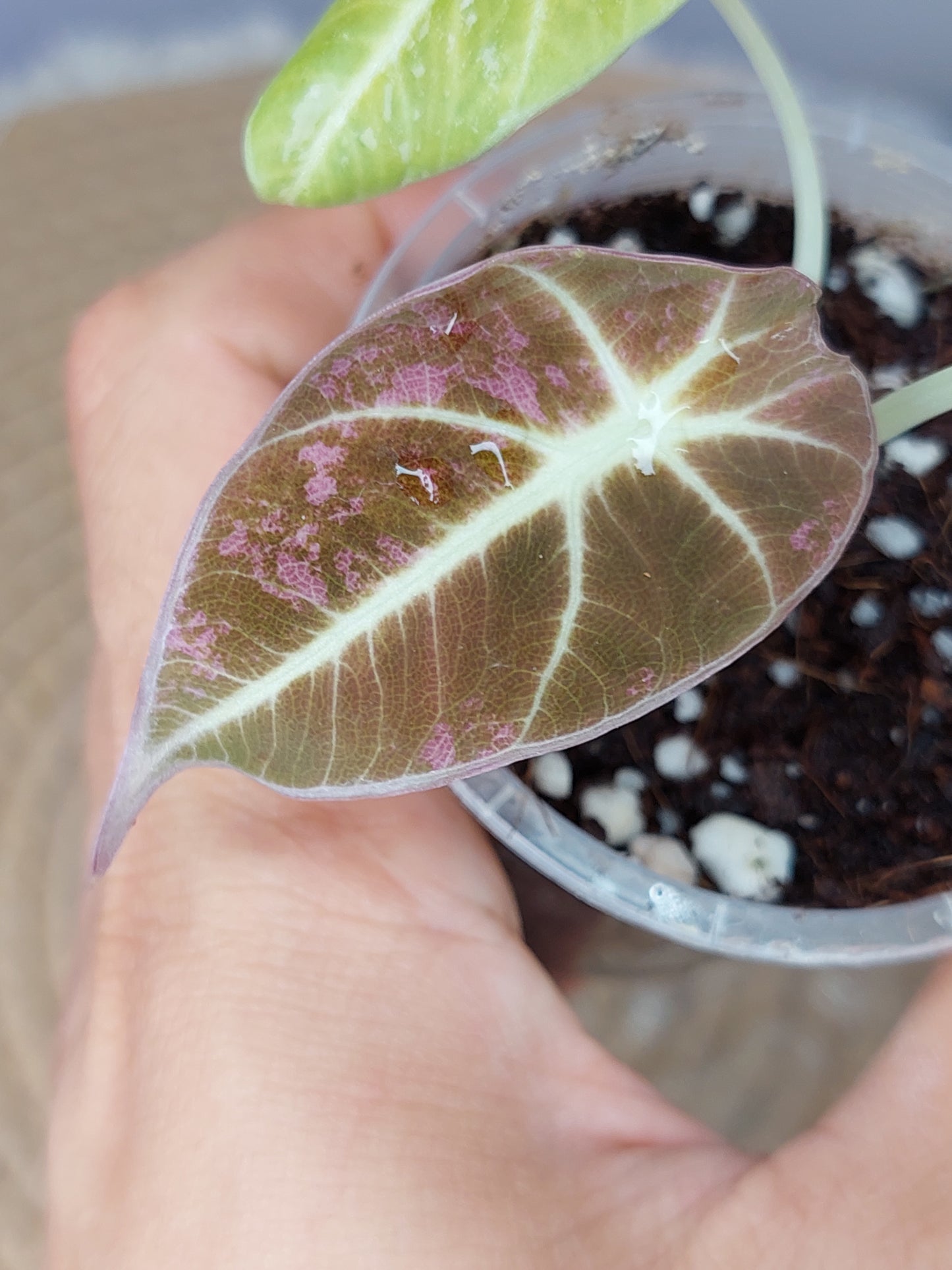 Alocasia Black Velvet Variegated - 1