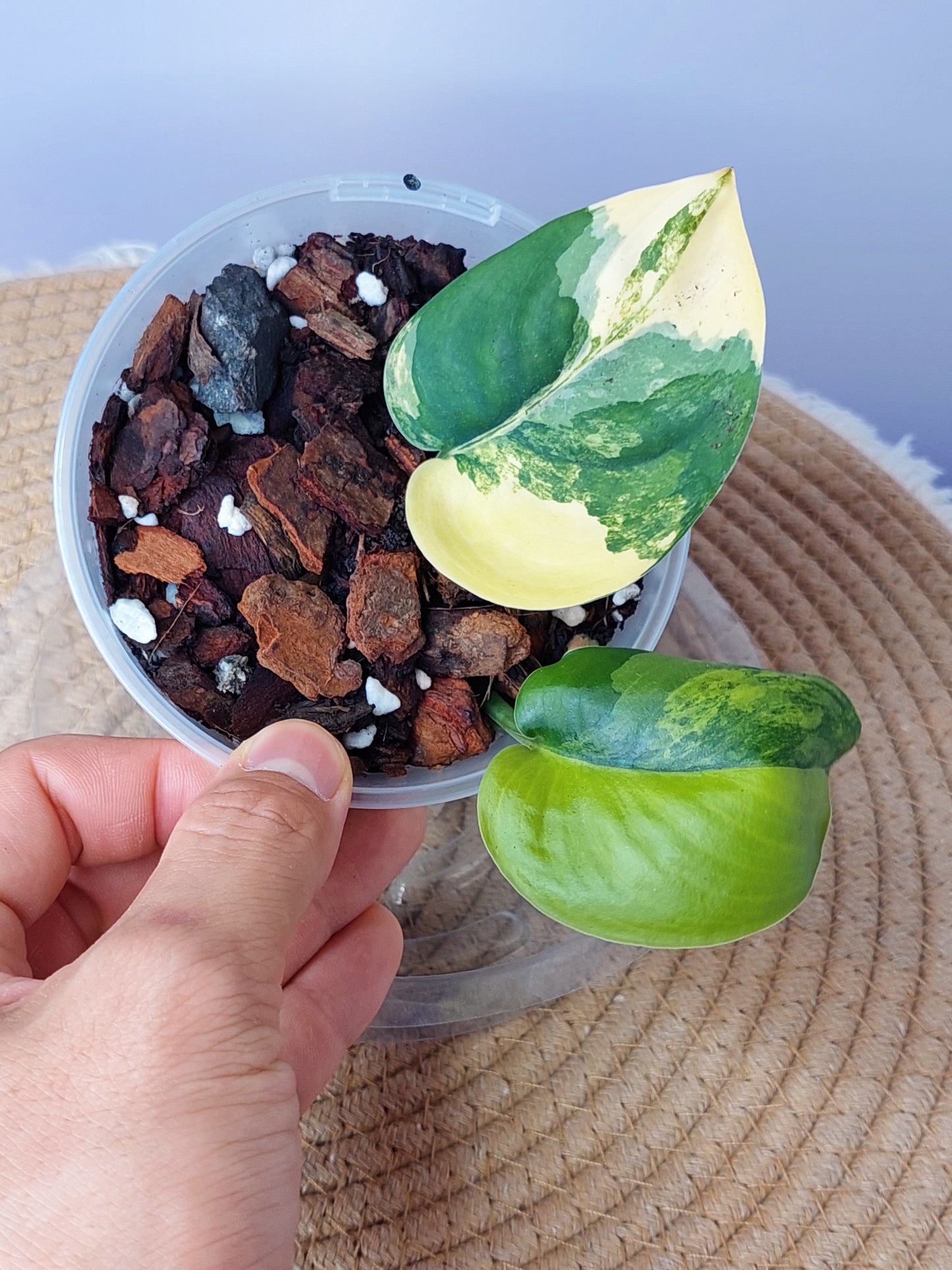 Scindapsus Jade Satin Variegated - 1