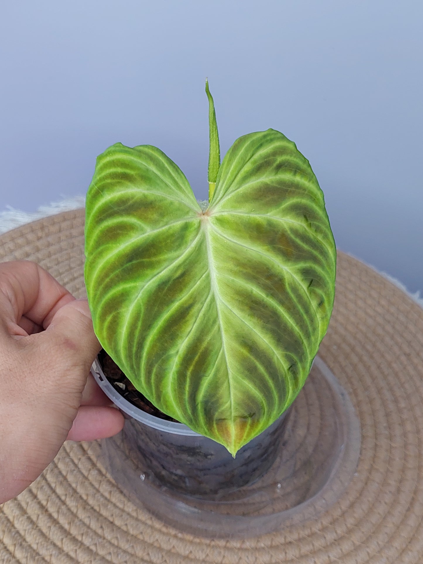 Philodendron Verrucosum - 1
