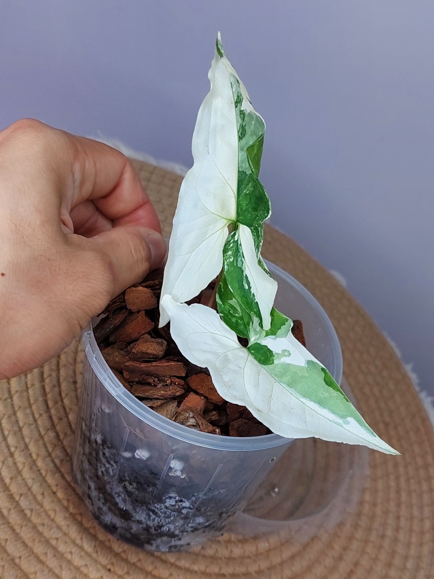 Syngonium Albo - 1