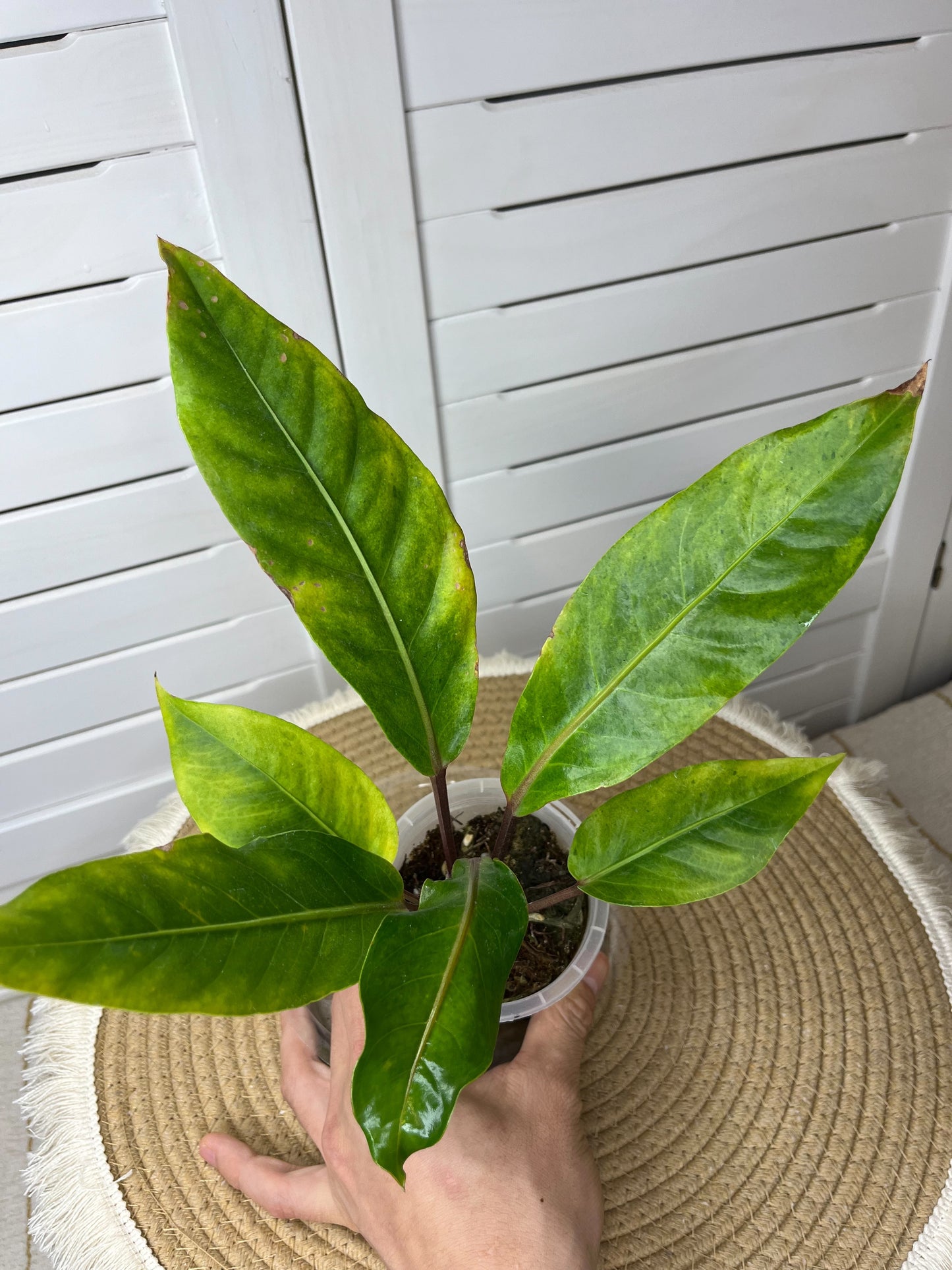 Anthurium Hookeri Variegated 16