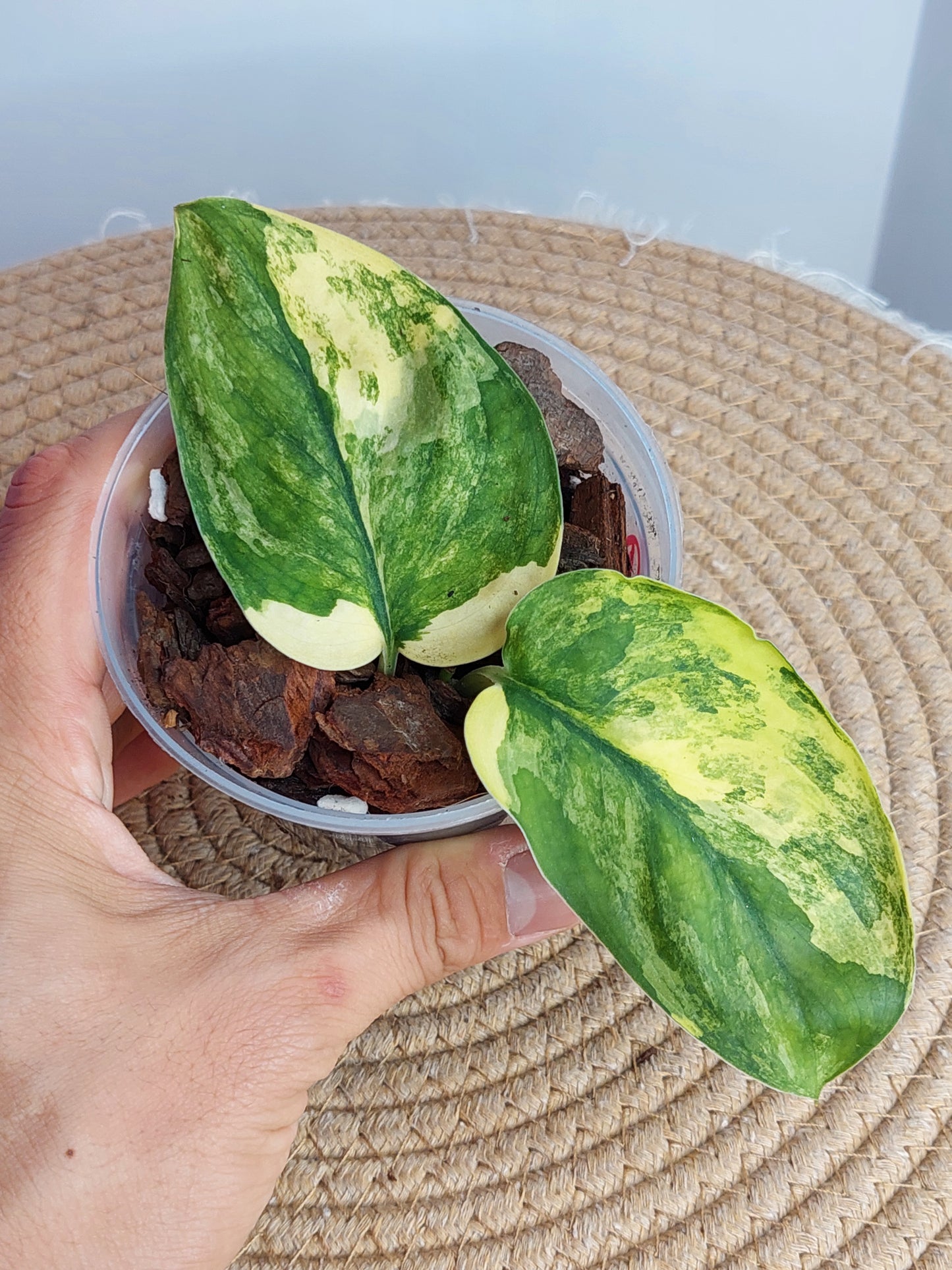 Scindapsus Jade Satin Variegated - 1