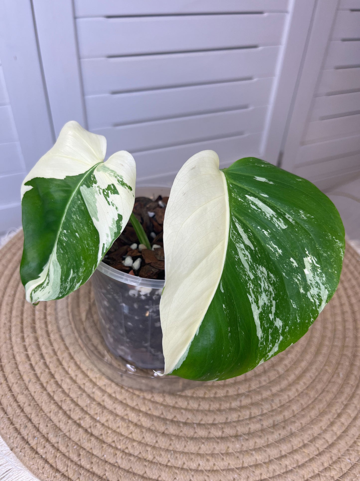 Monstera Borsigiana Albo Variegated (18)
