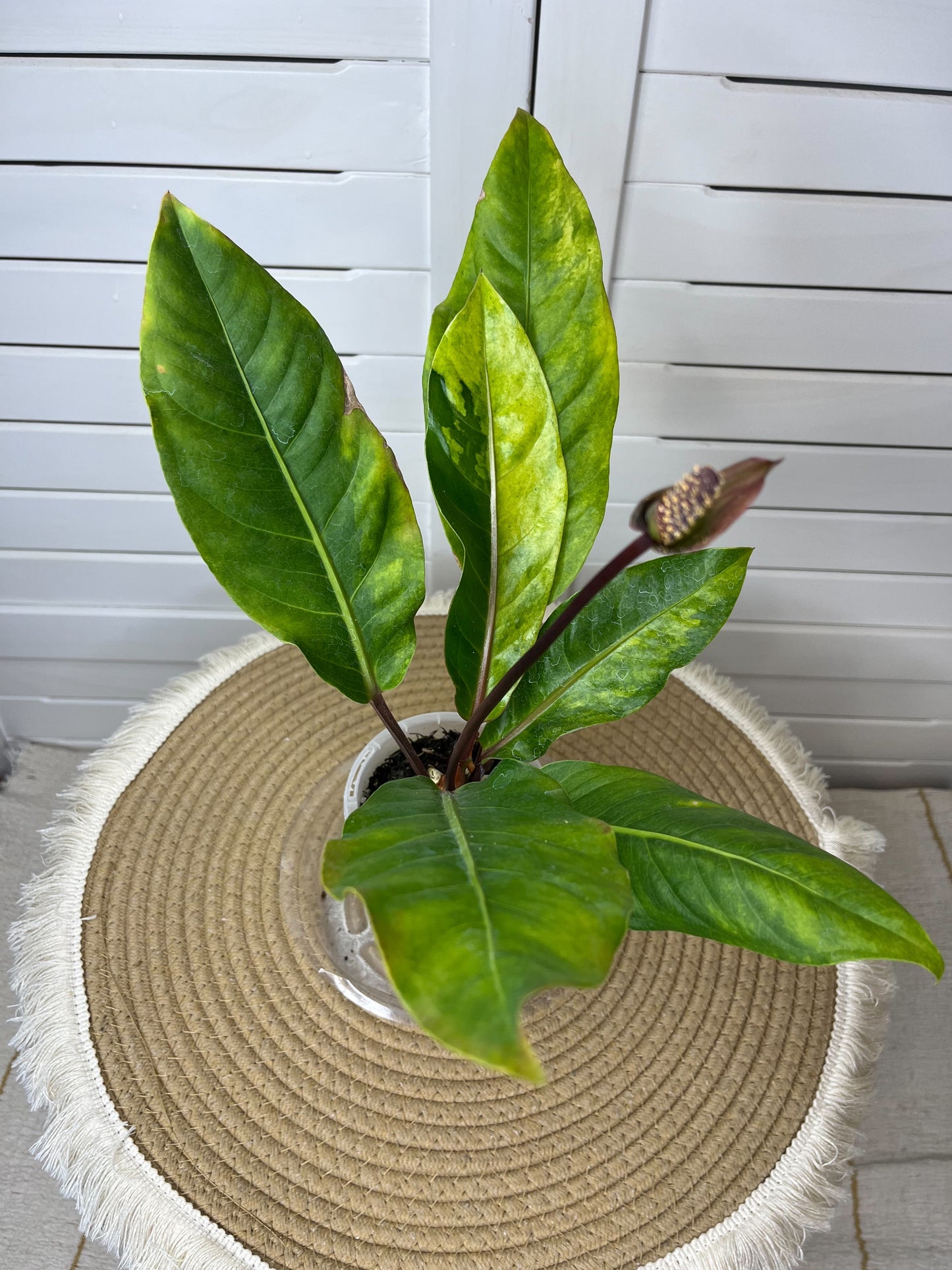Anthurium Hookeri Variegated 18