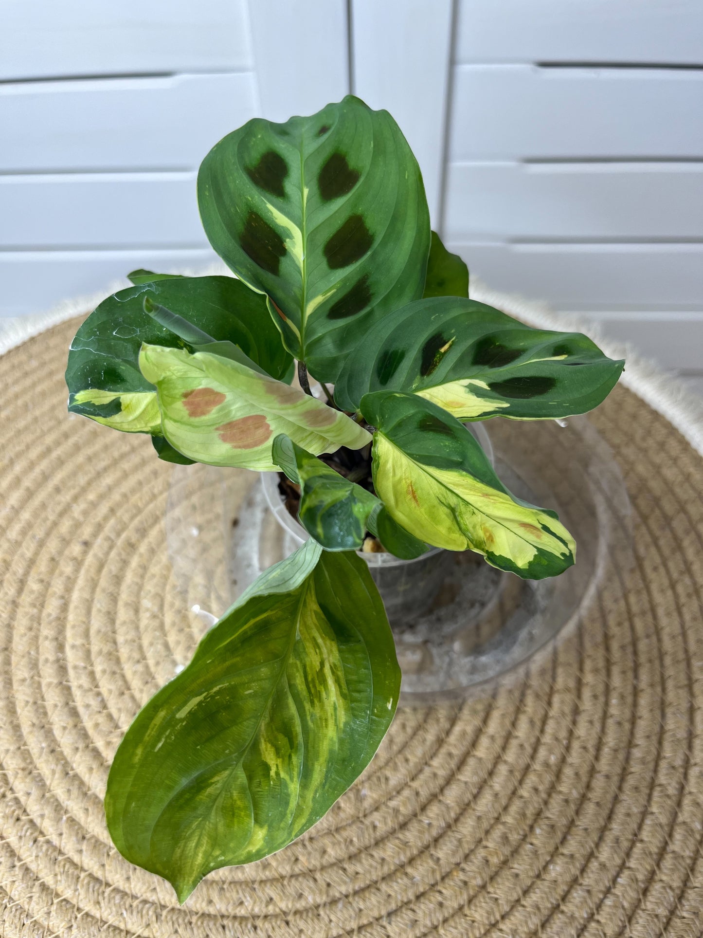 Maranta Variegated (Prayer Plant) 18