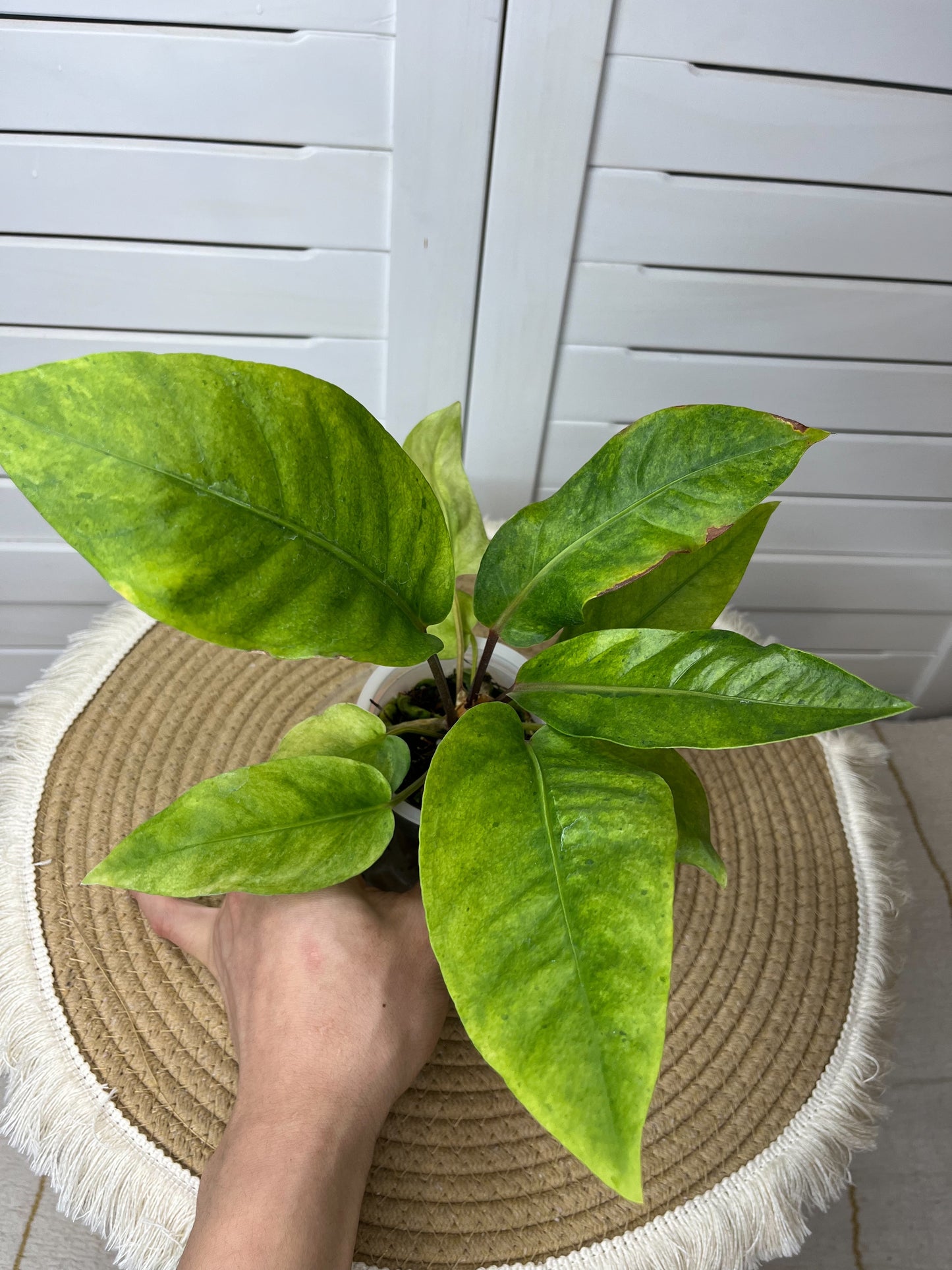 Anthurium Hookeri Variegated 19