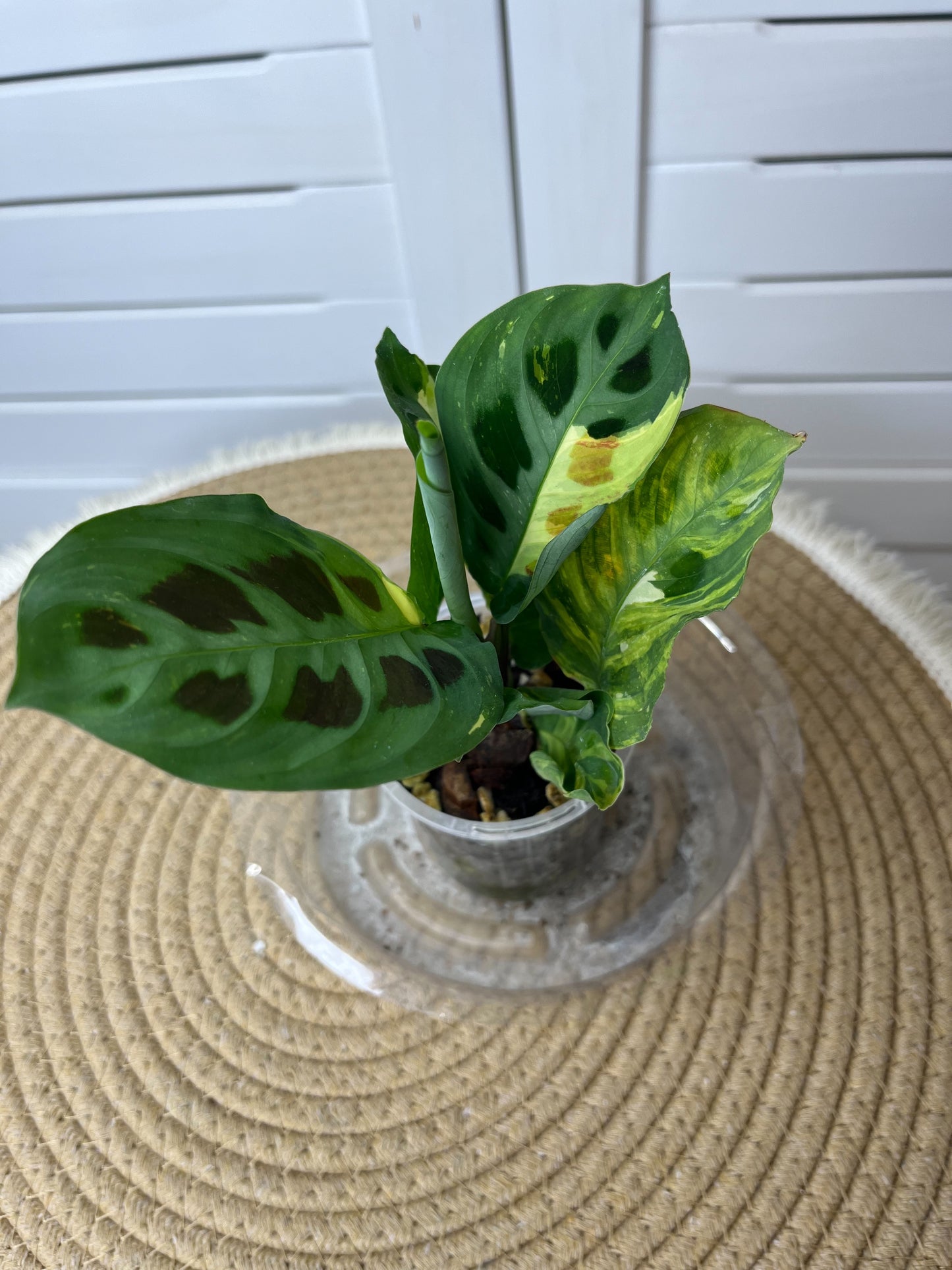 Maranta Variegated (Prayer Plant) 19