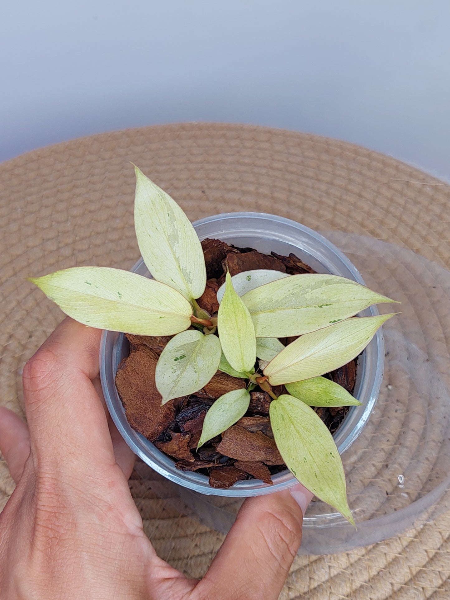 Philodendron Snowdrift 1