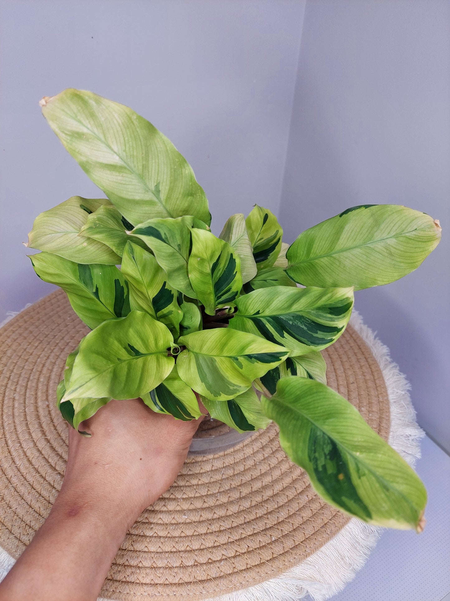 Calathea Yellow Fusion 1