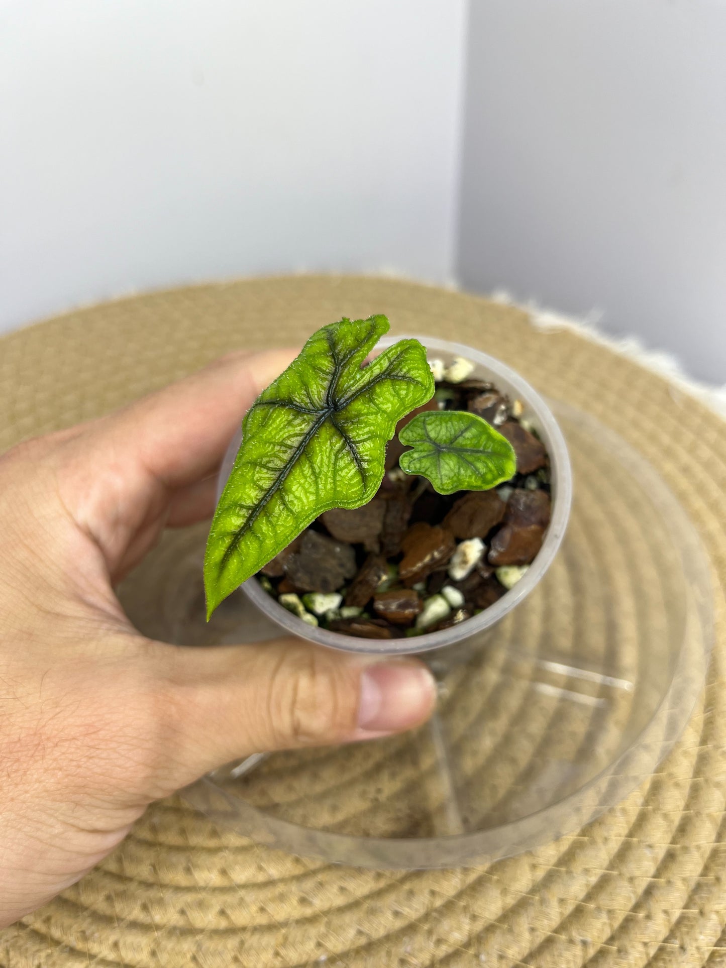 Alocasia Jacklyn pup(Small) 01
