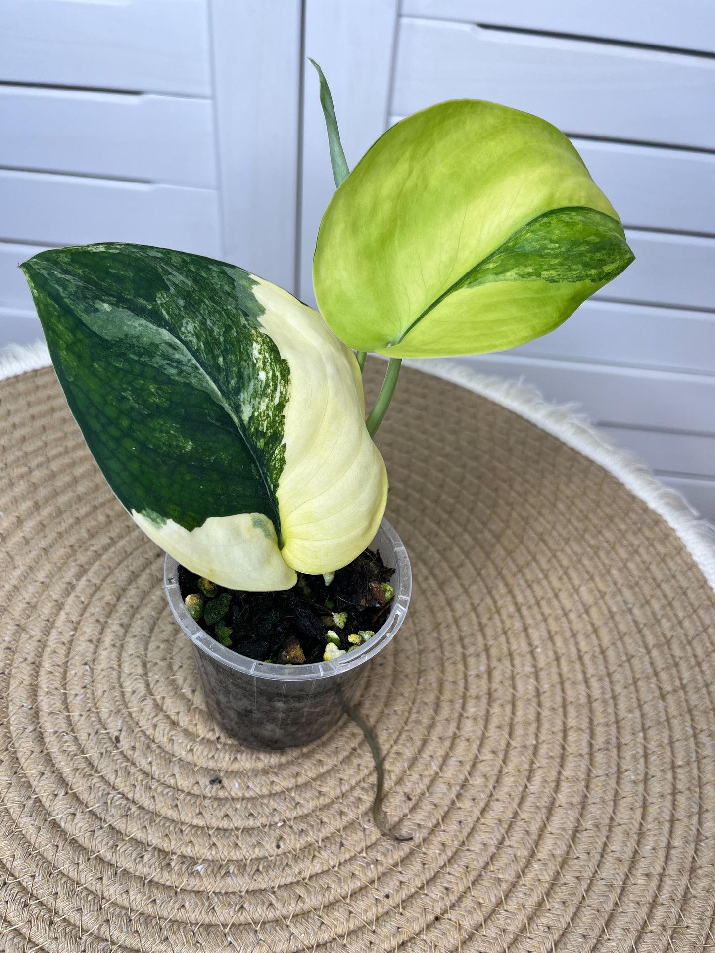 Scindapsus Jade Satin Variegated (1)