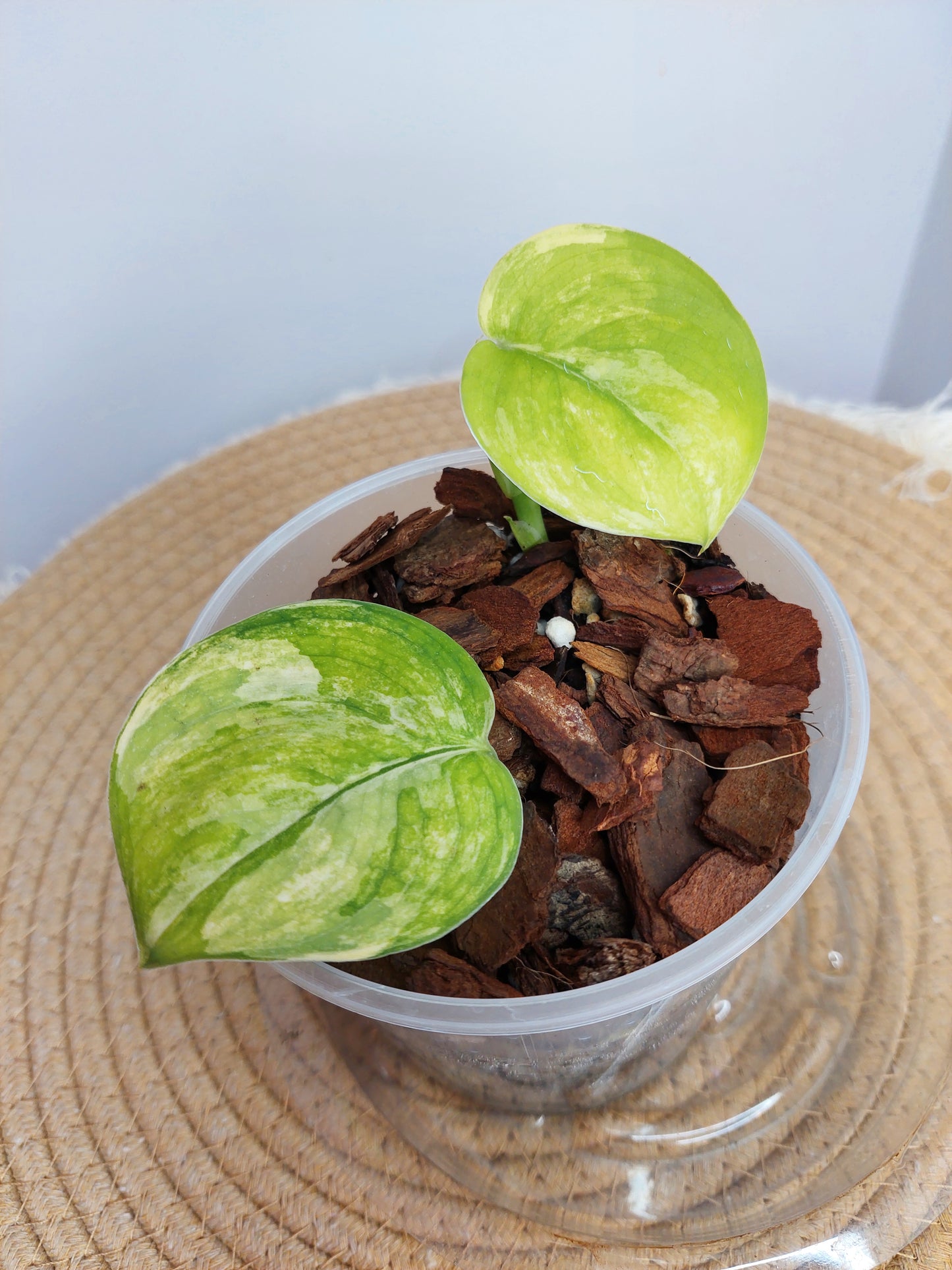 Scindapsus Jade Satin Variegated 1