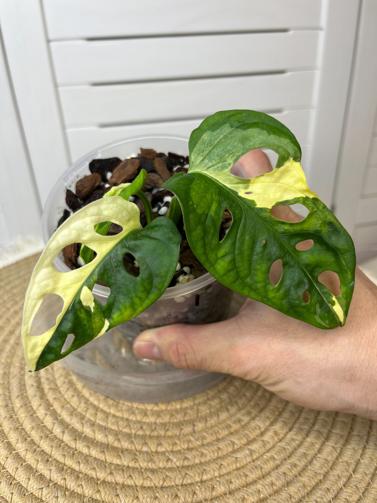 Monstera Monkey Mask(Adansonii) Variegated #1