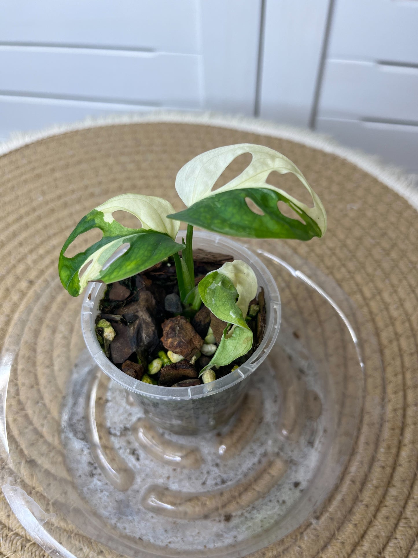 Monstera Monkey Mask(Adansonii) Variegated 1